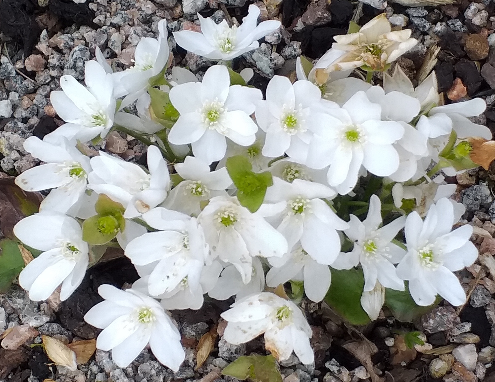 Hepatica nobilis