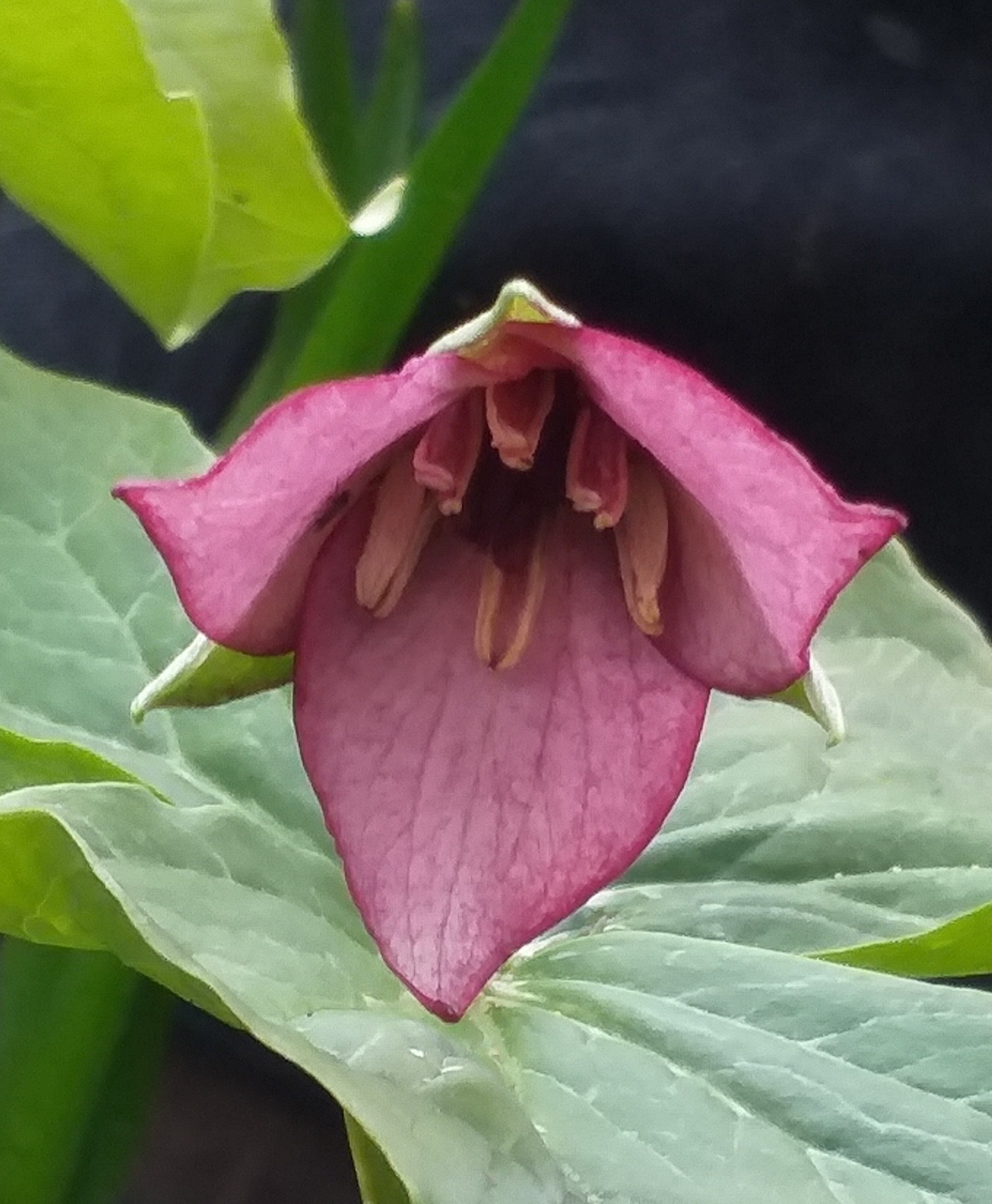Trillium flexatum