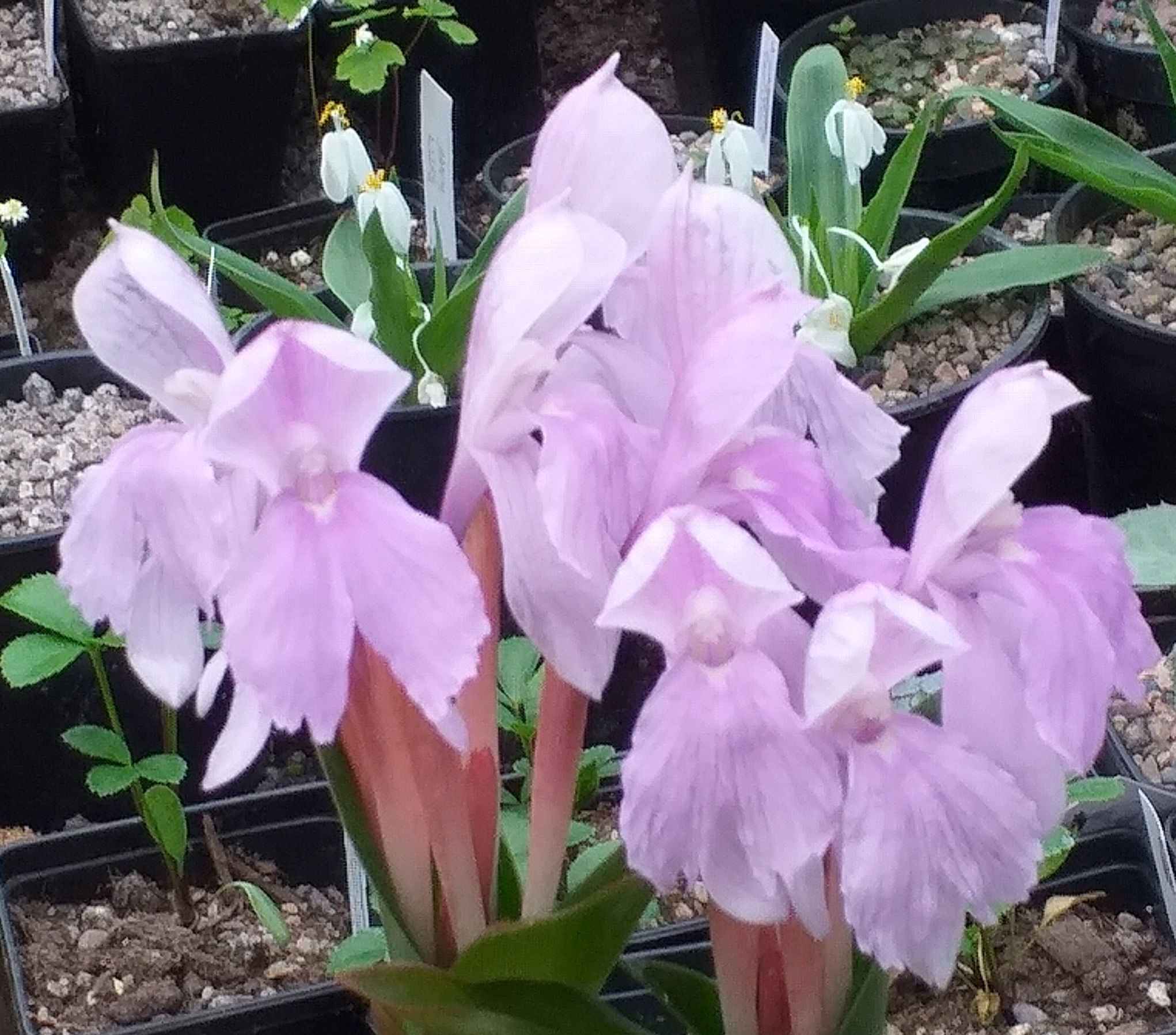 Roscoea McBeaths Pink