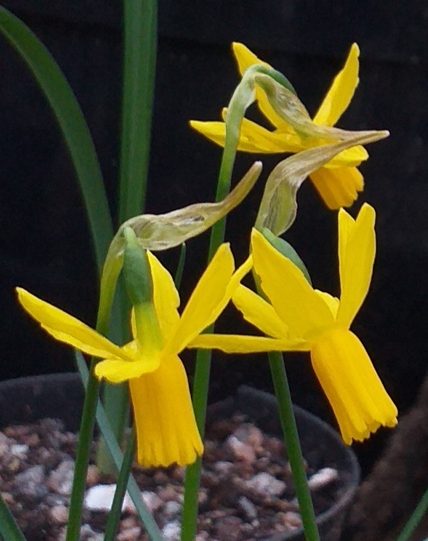 Narcissus Punk