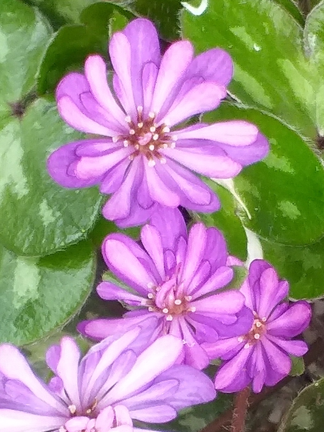 Hepatica japonica