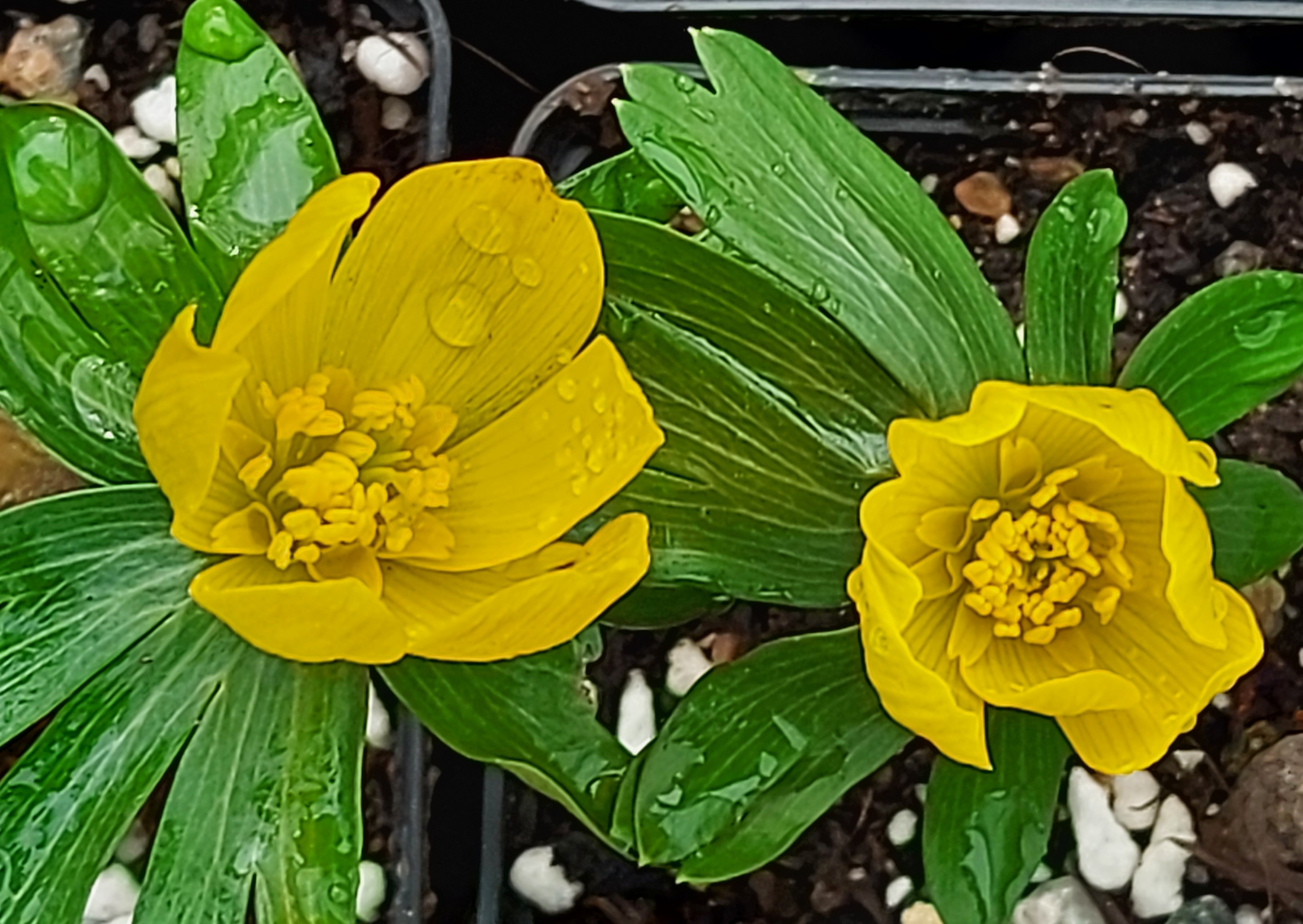 Eranthis Schltyers Giant