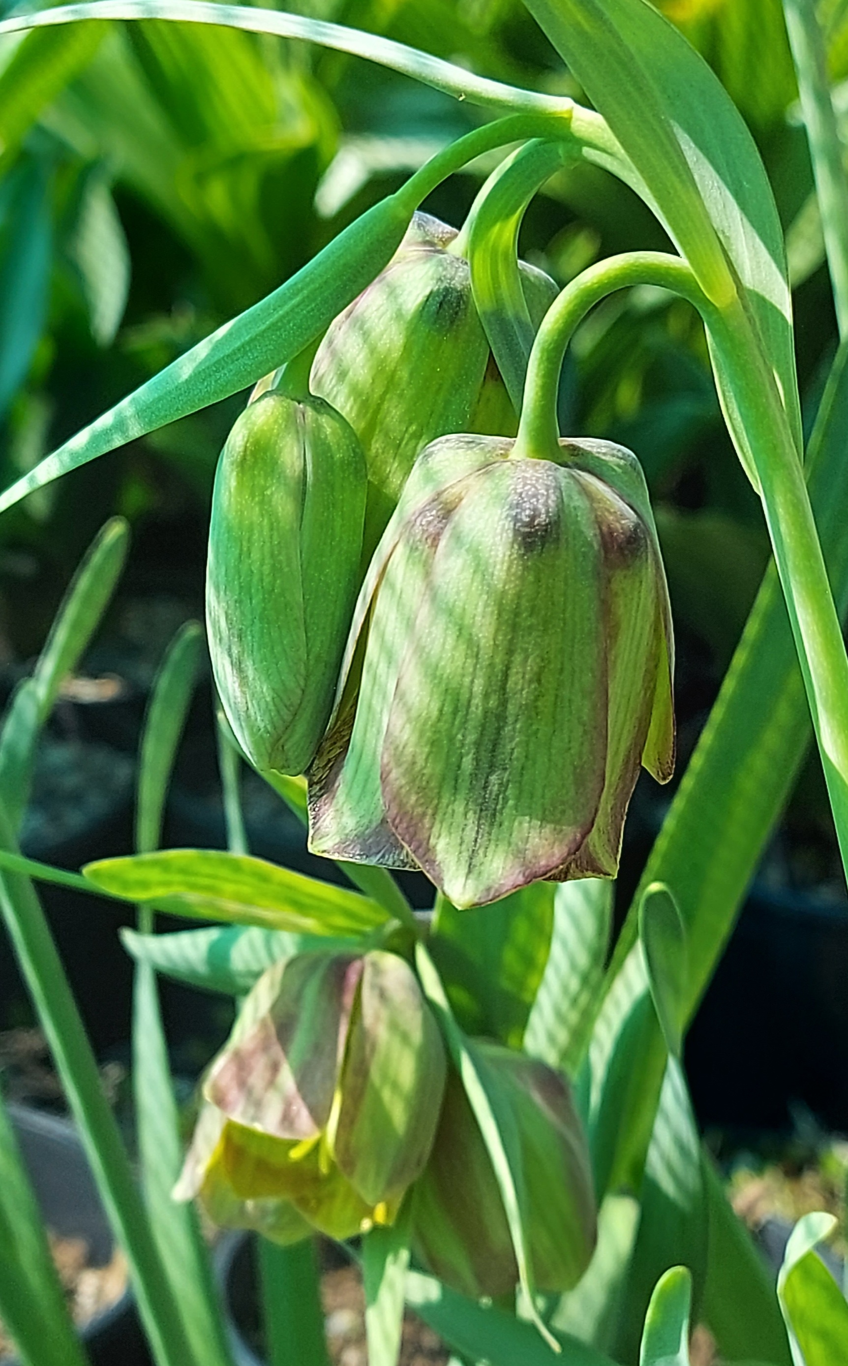 Fritillaria thessala ionica