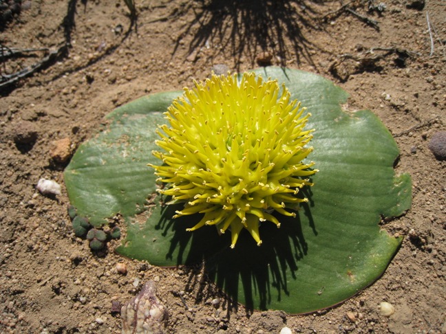 Massonia citrina