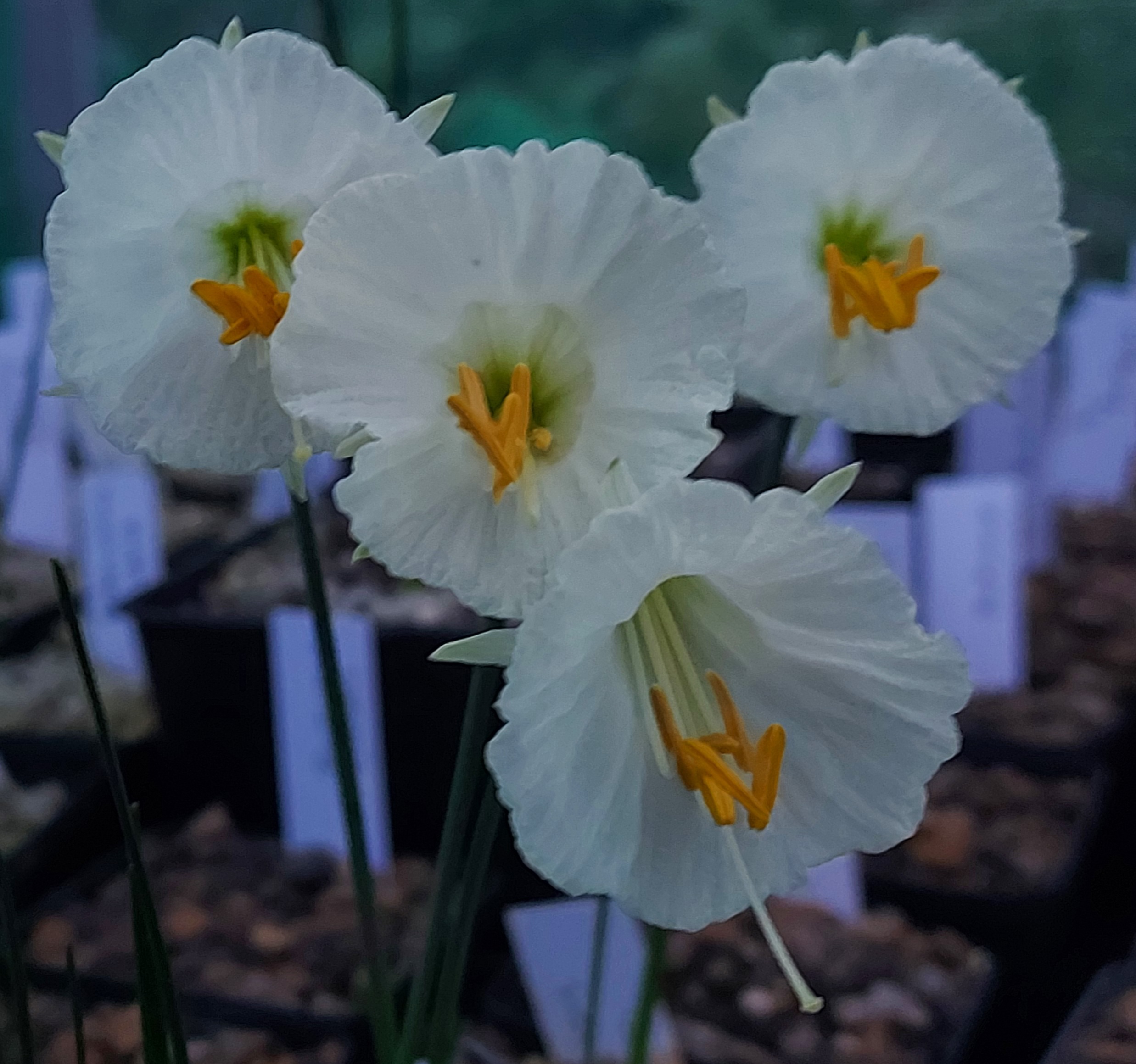 Narcissus Telesto