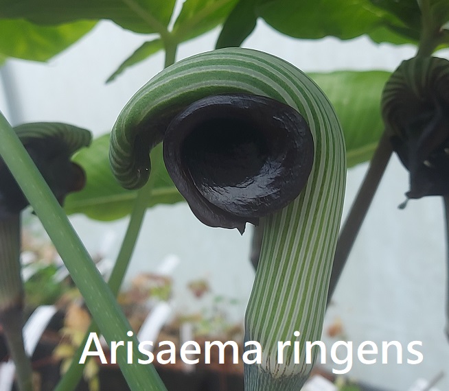 Arisaema ringens