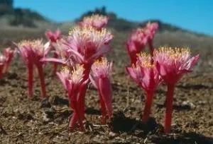 Haemanthus barkerae Pink Form