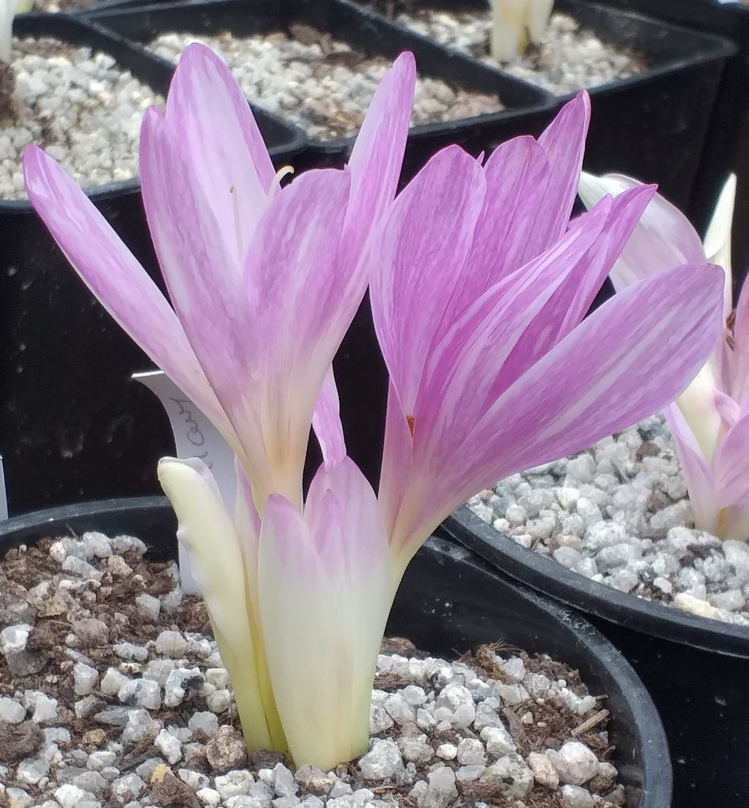 Colchicum lysimachus