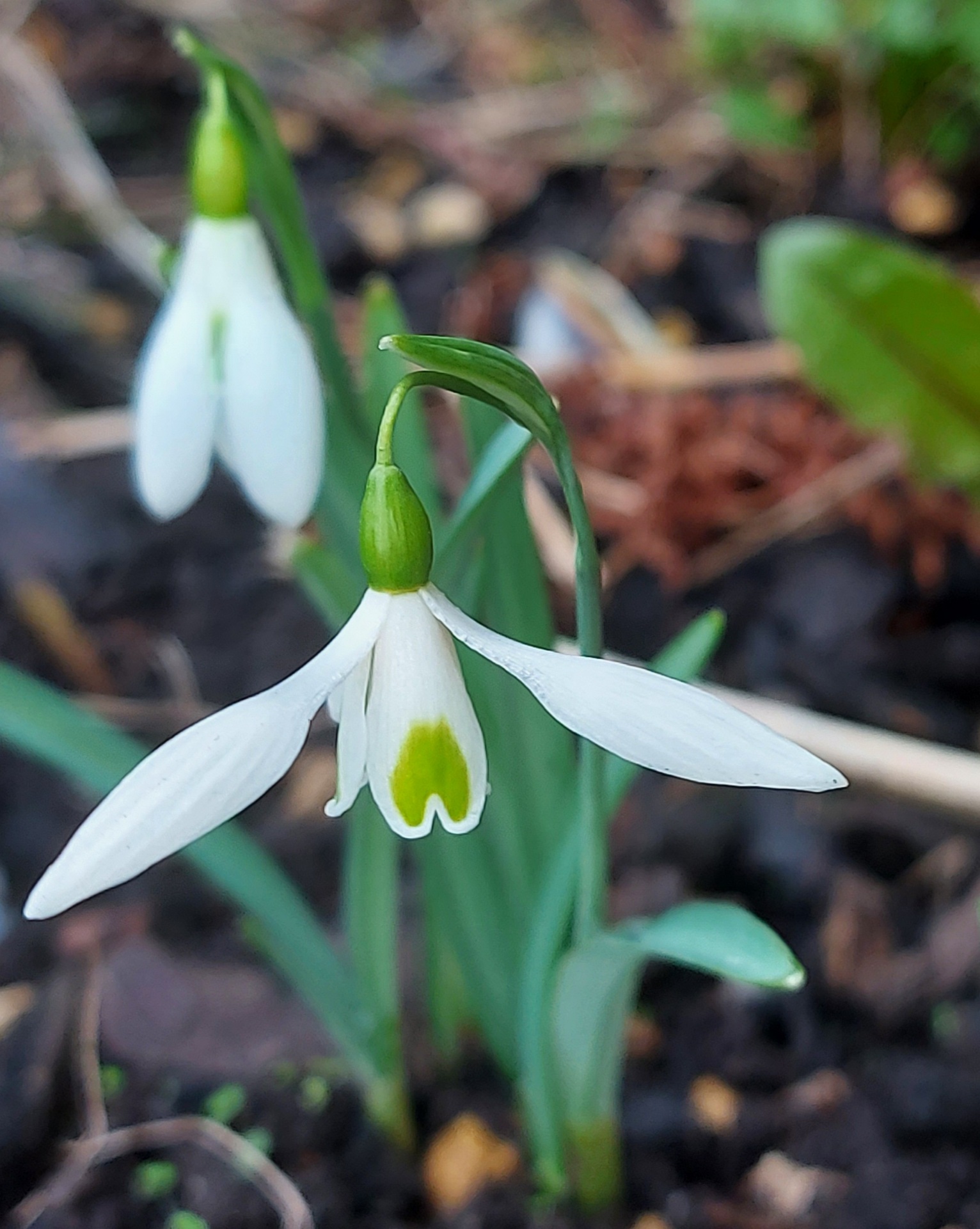 Galanthus Winifrede Mathias
