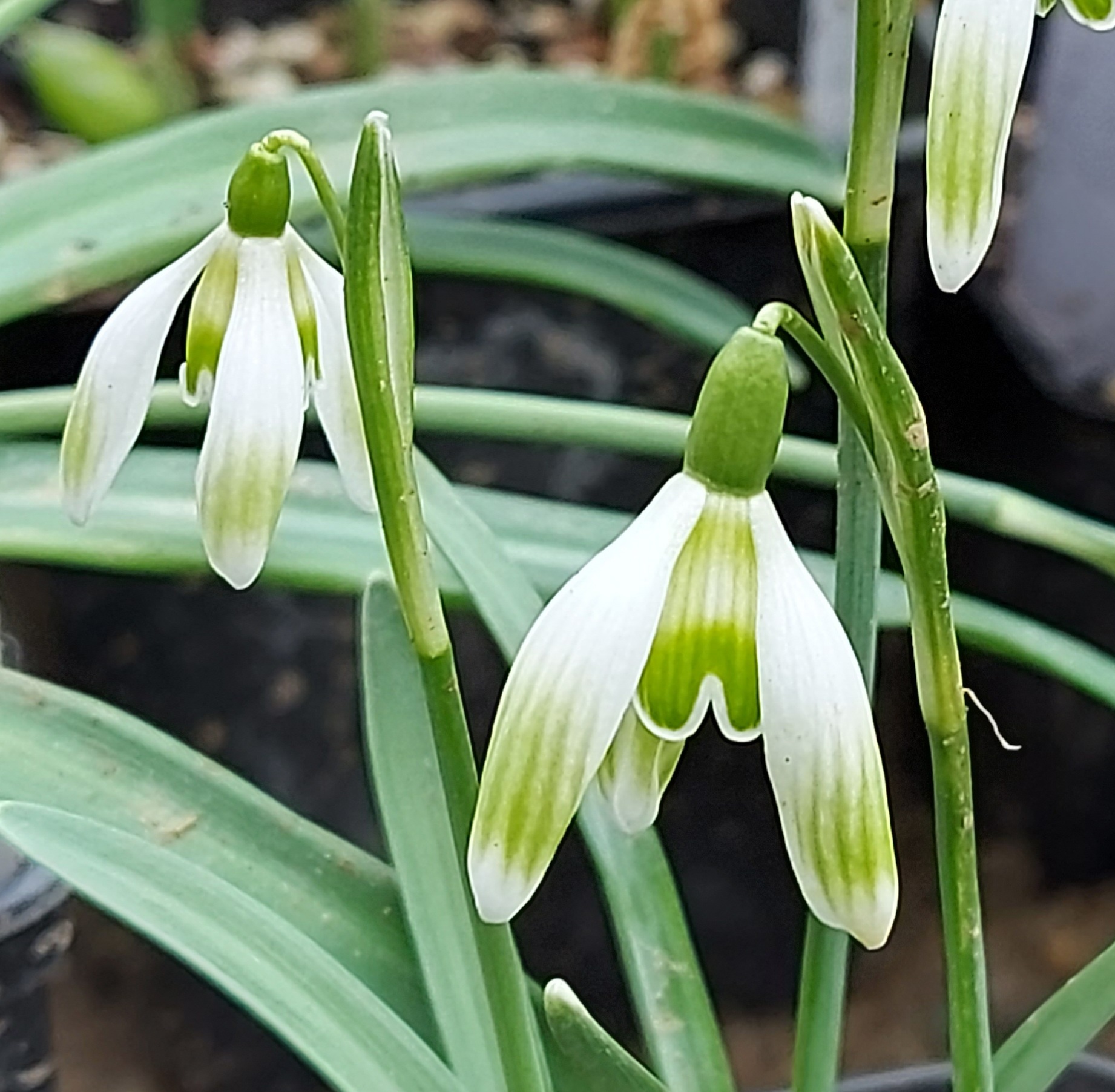Galanthus Prague Spring