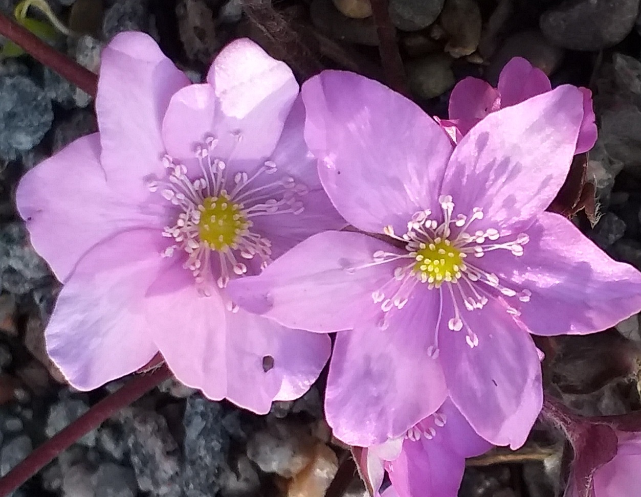 Hepatica nobilis Rosa Elite