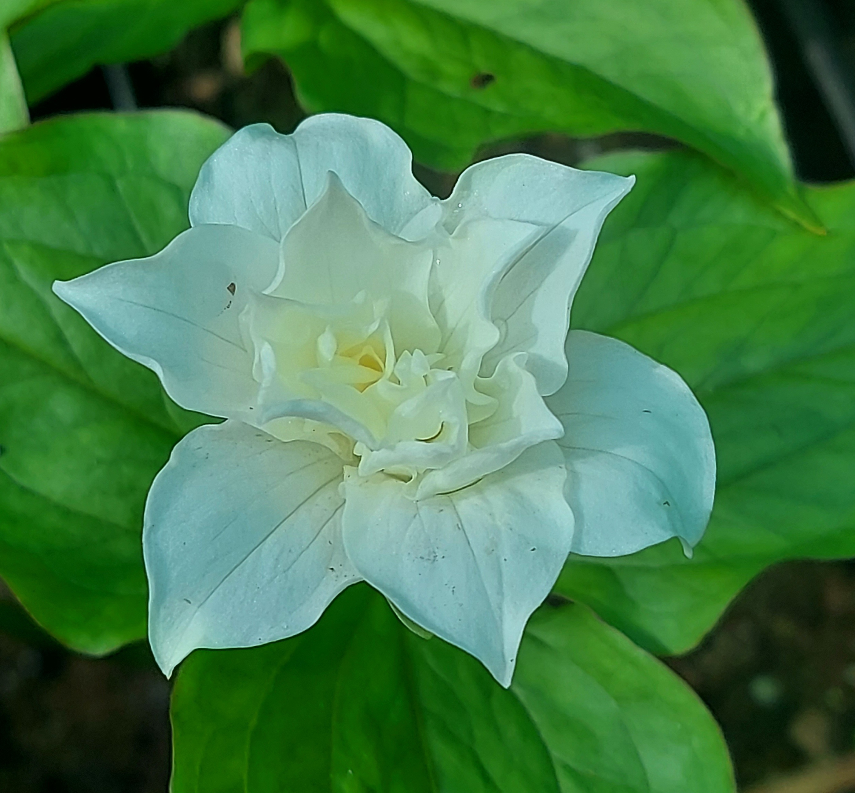 Trillium grandiflorum Snowbunting