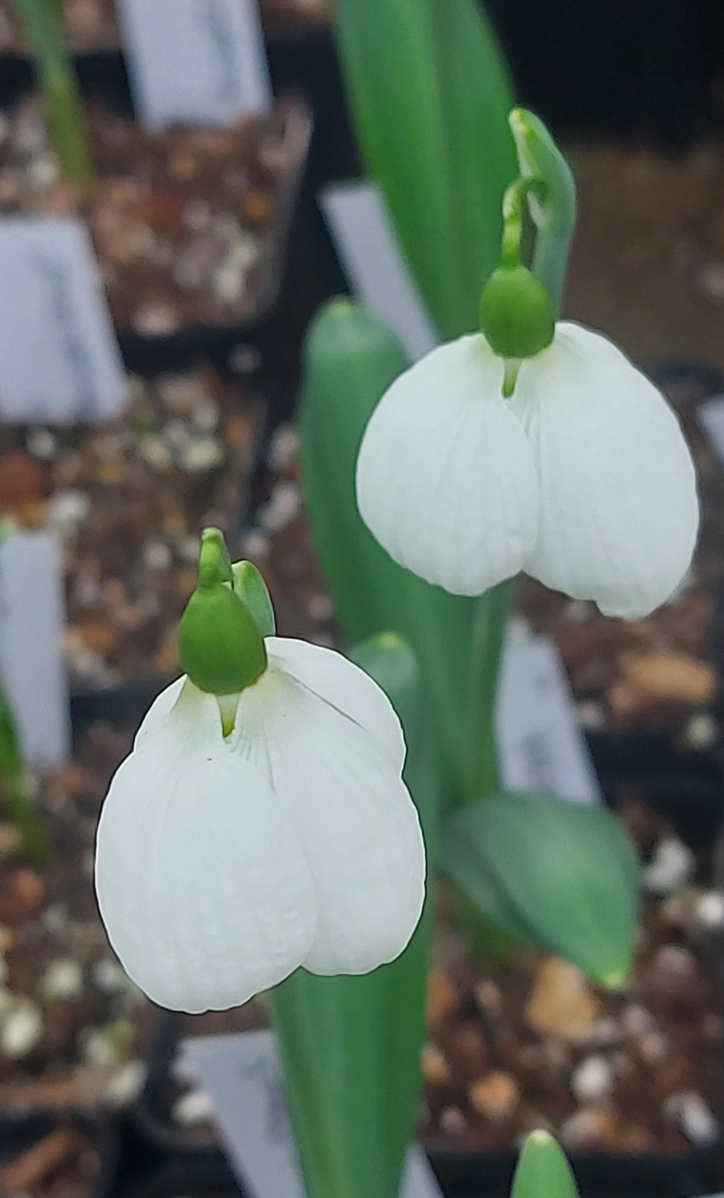 Galanthus Kera