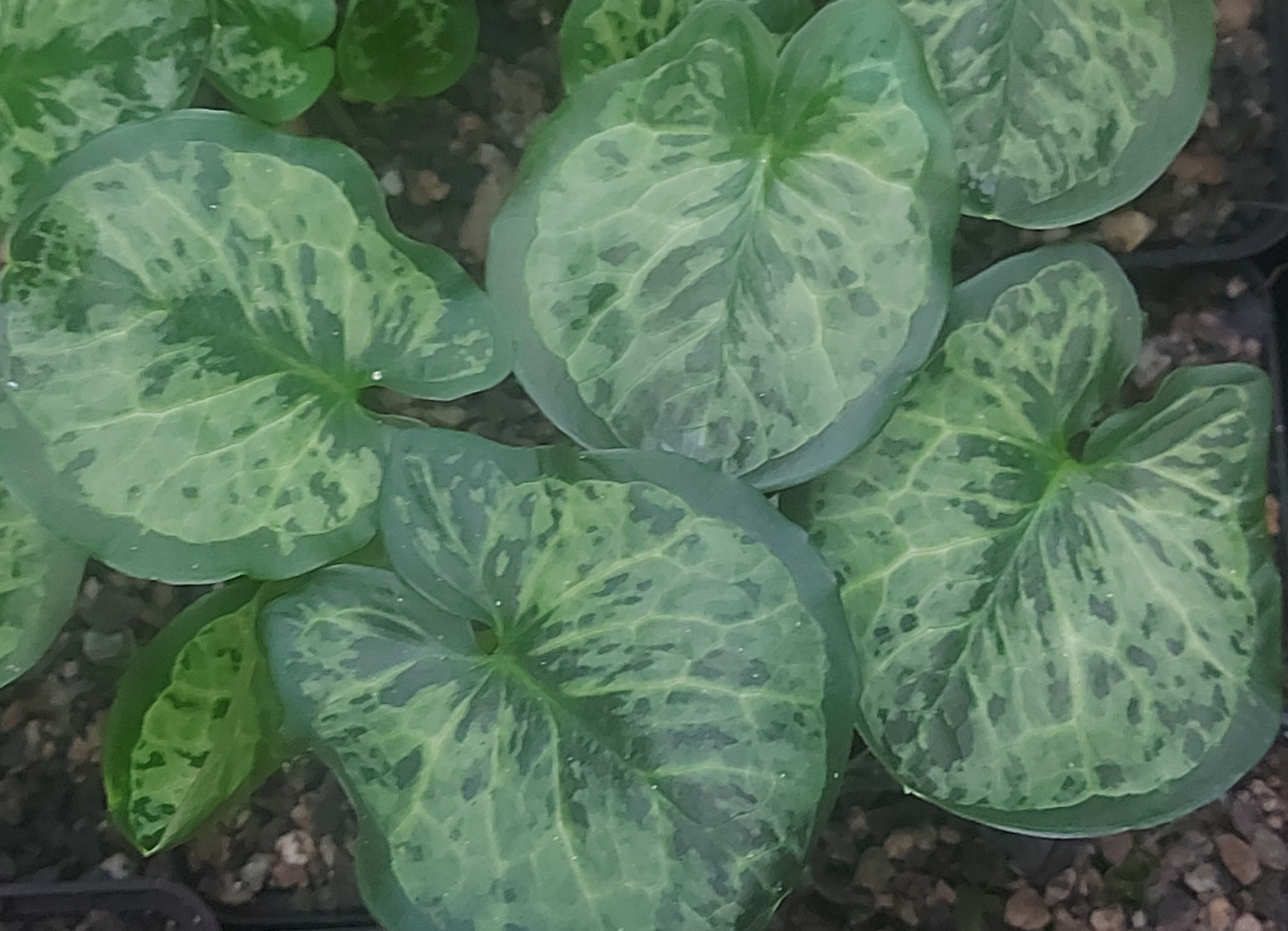 Arum italicum Goliath