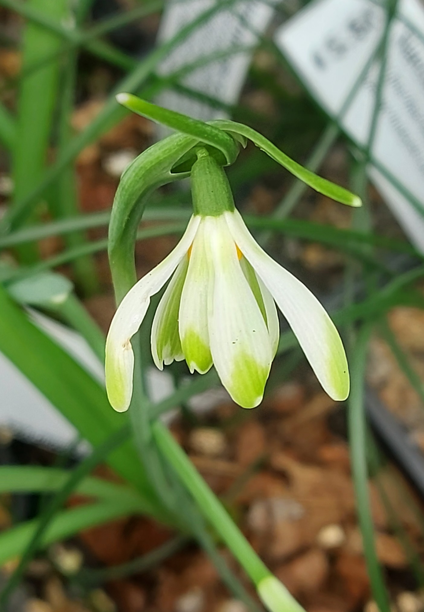 Galanthus Symphony