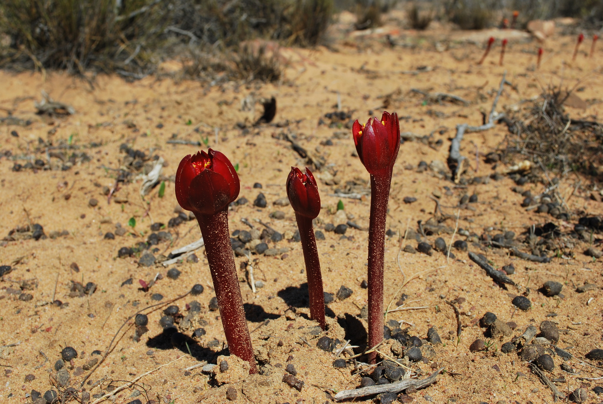 Haemanthus nortieri