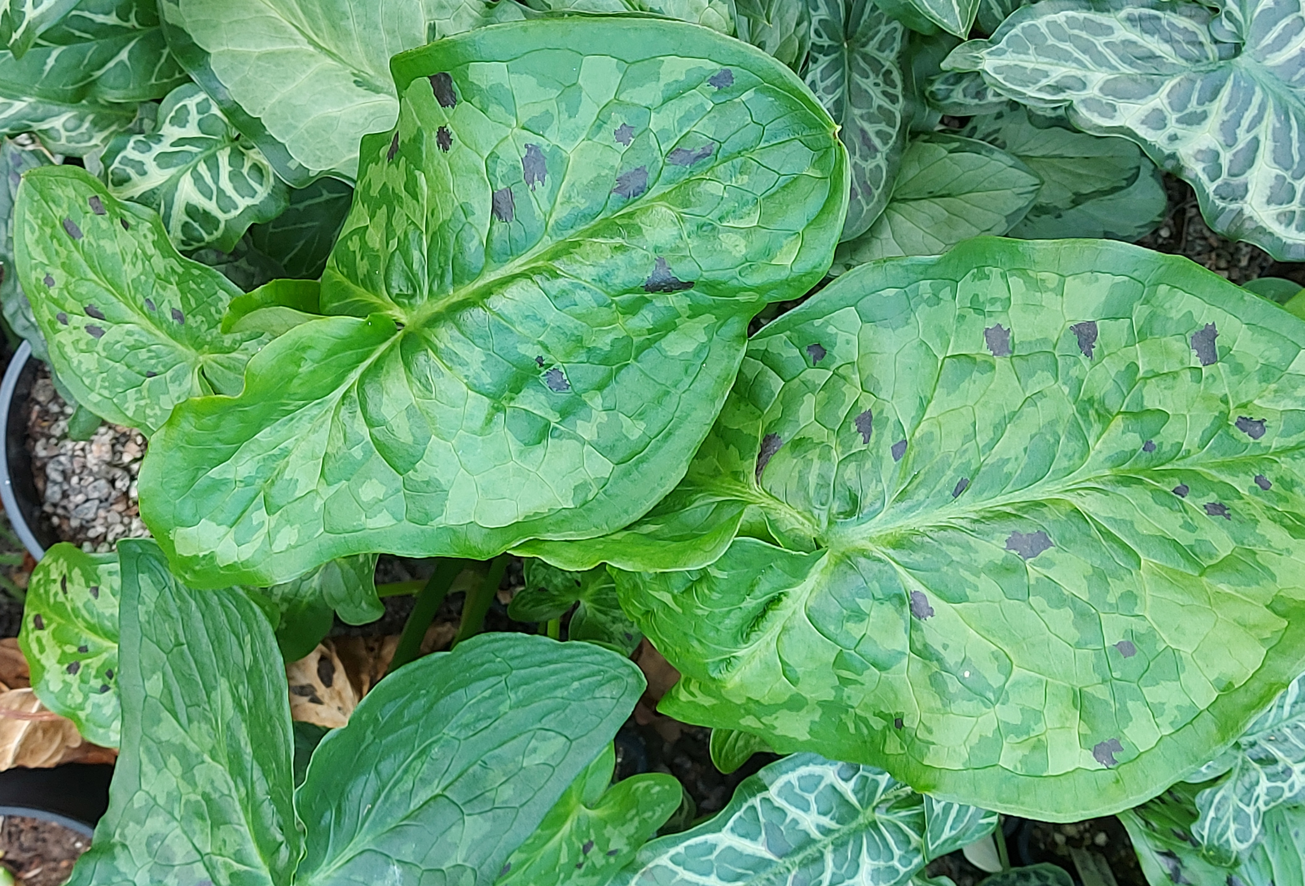 Arum Streaked Spectre