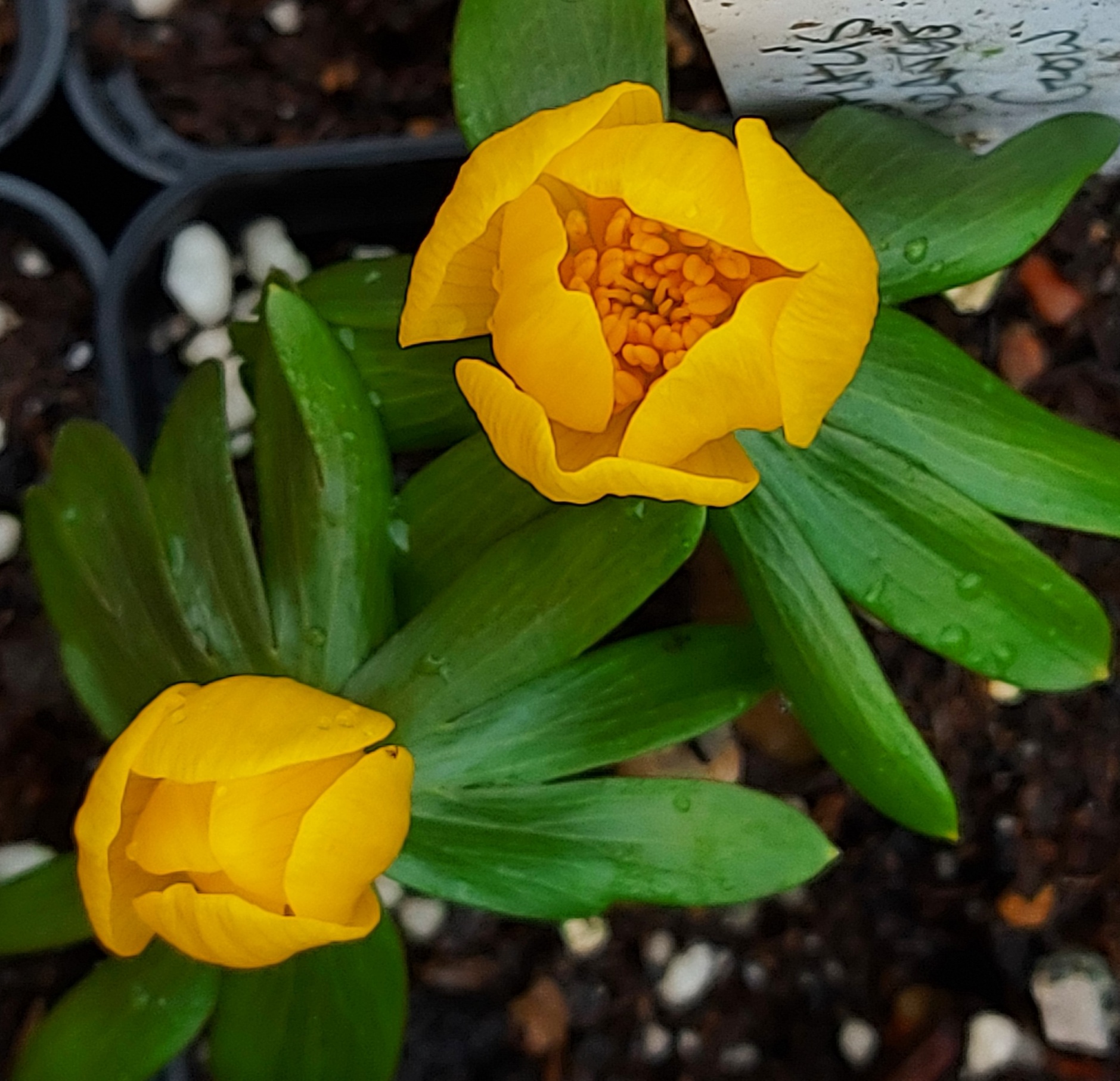 Eranthis Orange Glow
