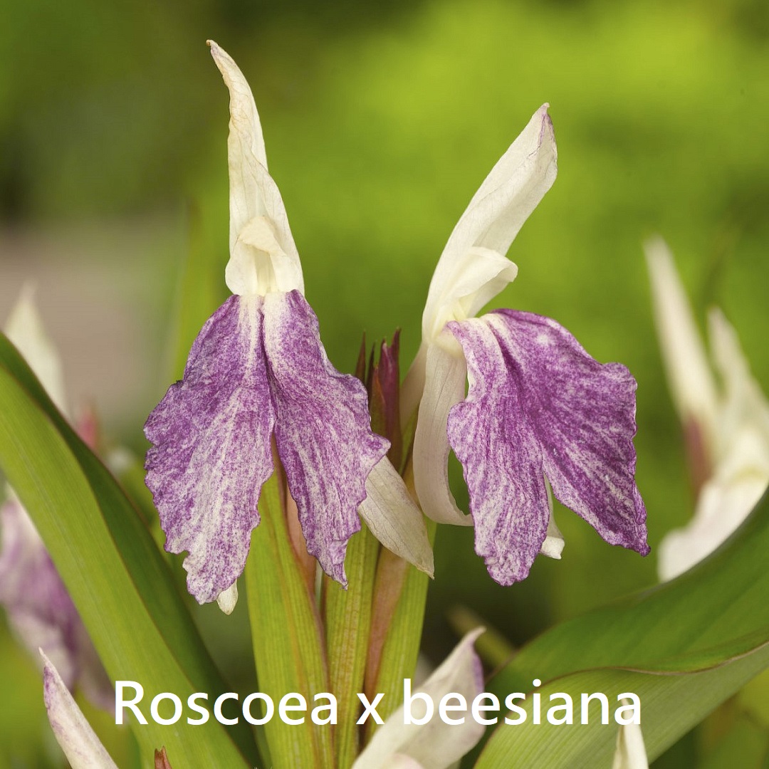 Roscoea beesiana