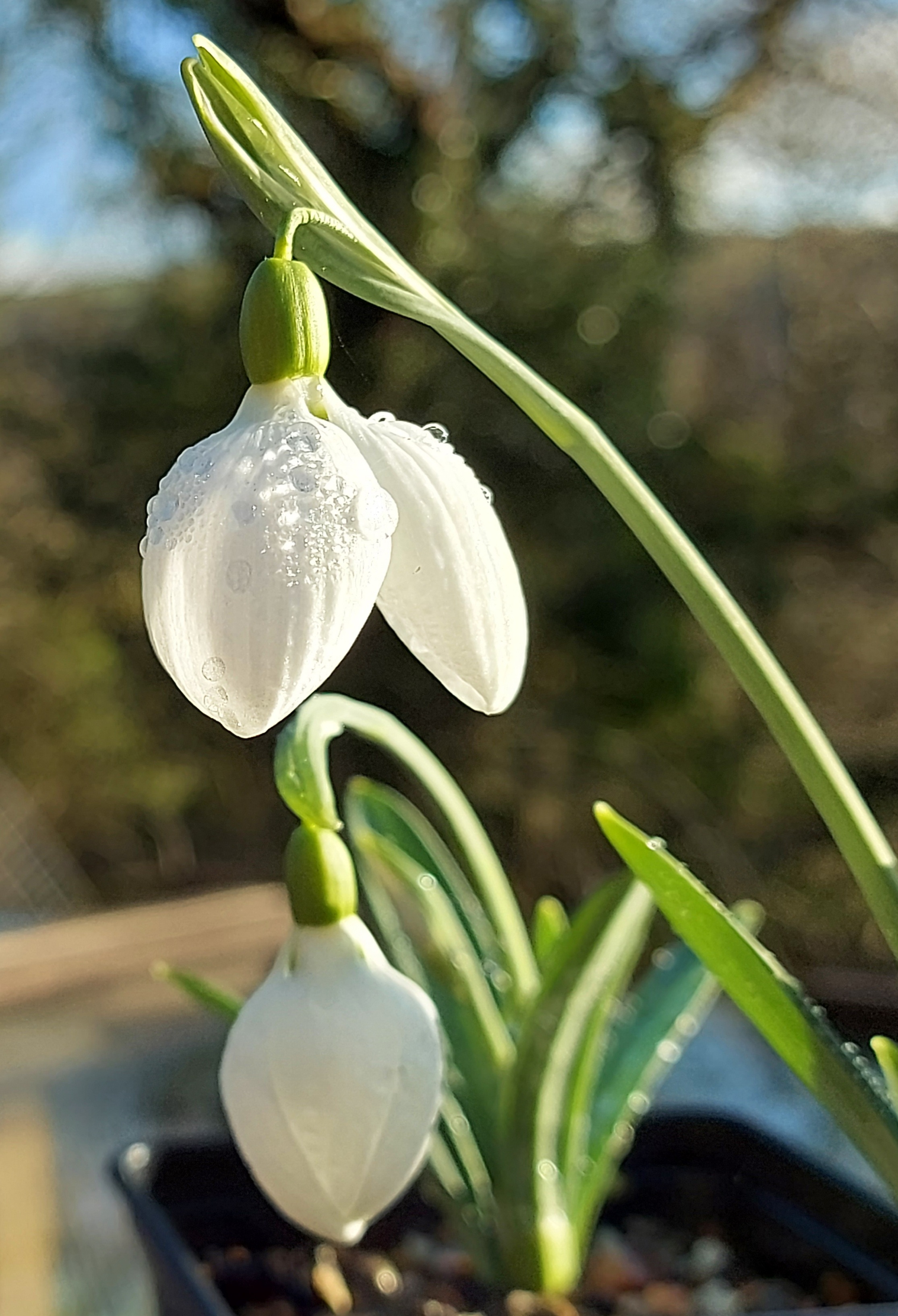 Galanthus Wol's Chubby