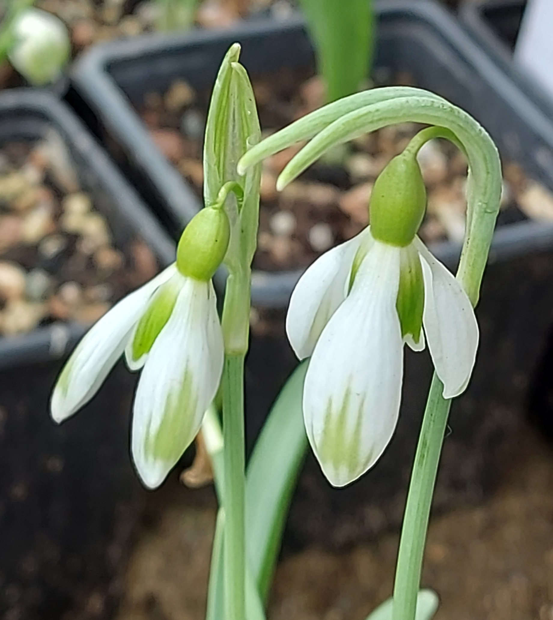 Galanthus Chantry Poppet