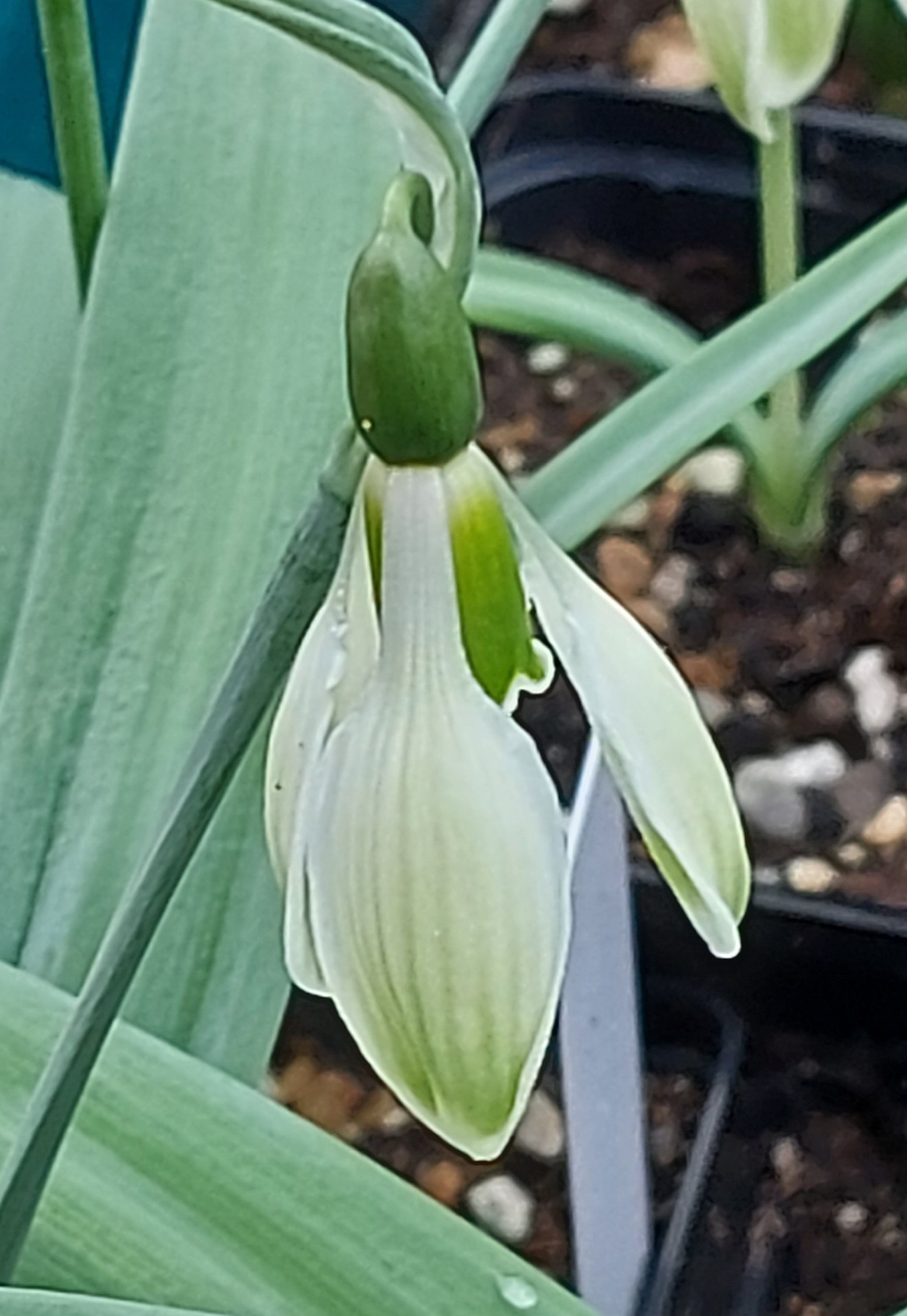 Galanthus Morgana
