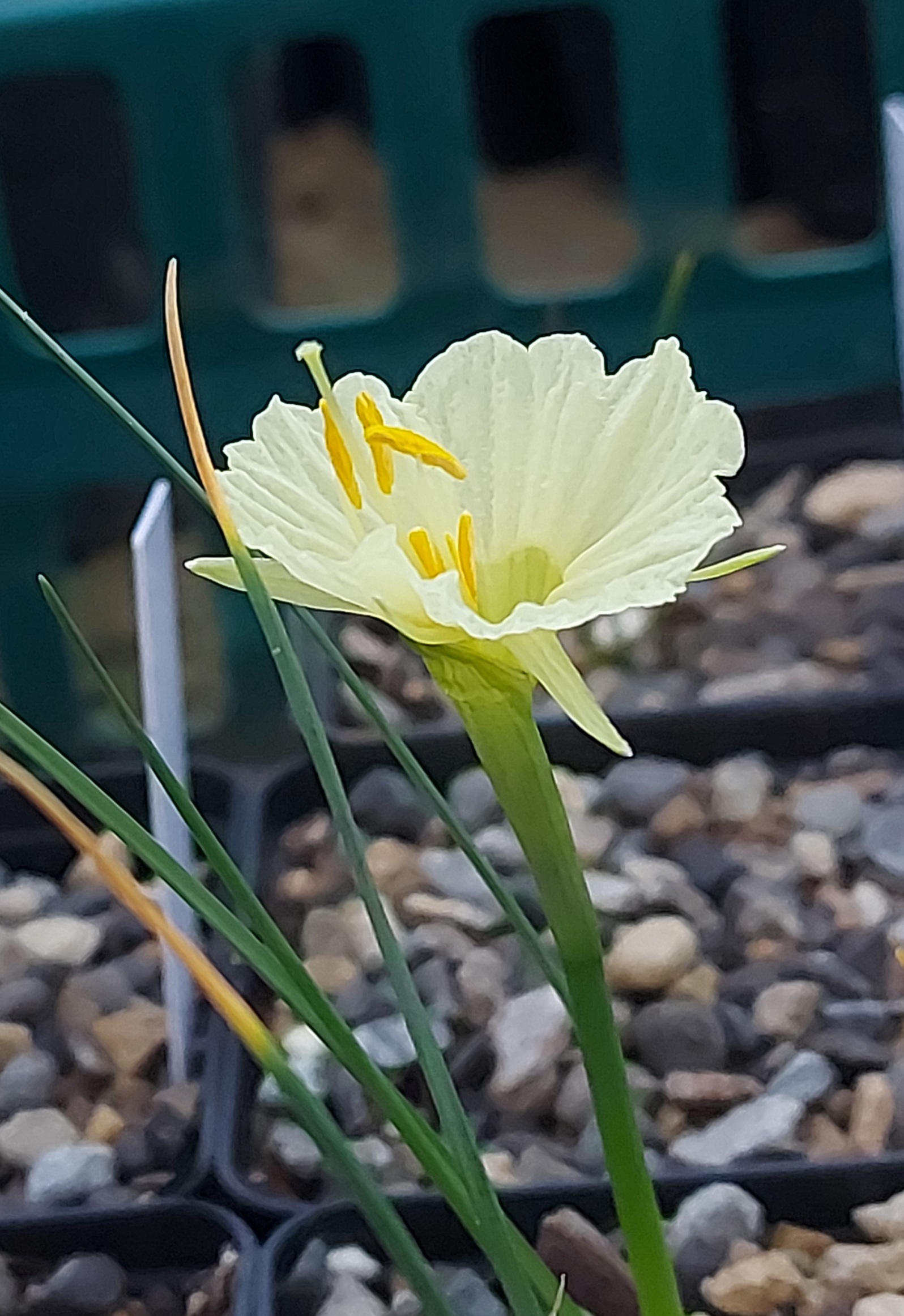 Narcissus albidus x romieuxii