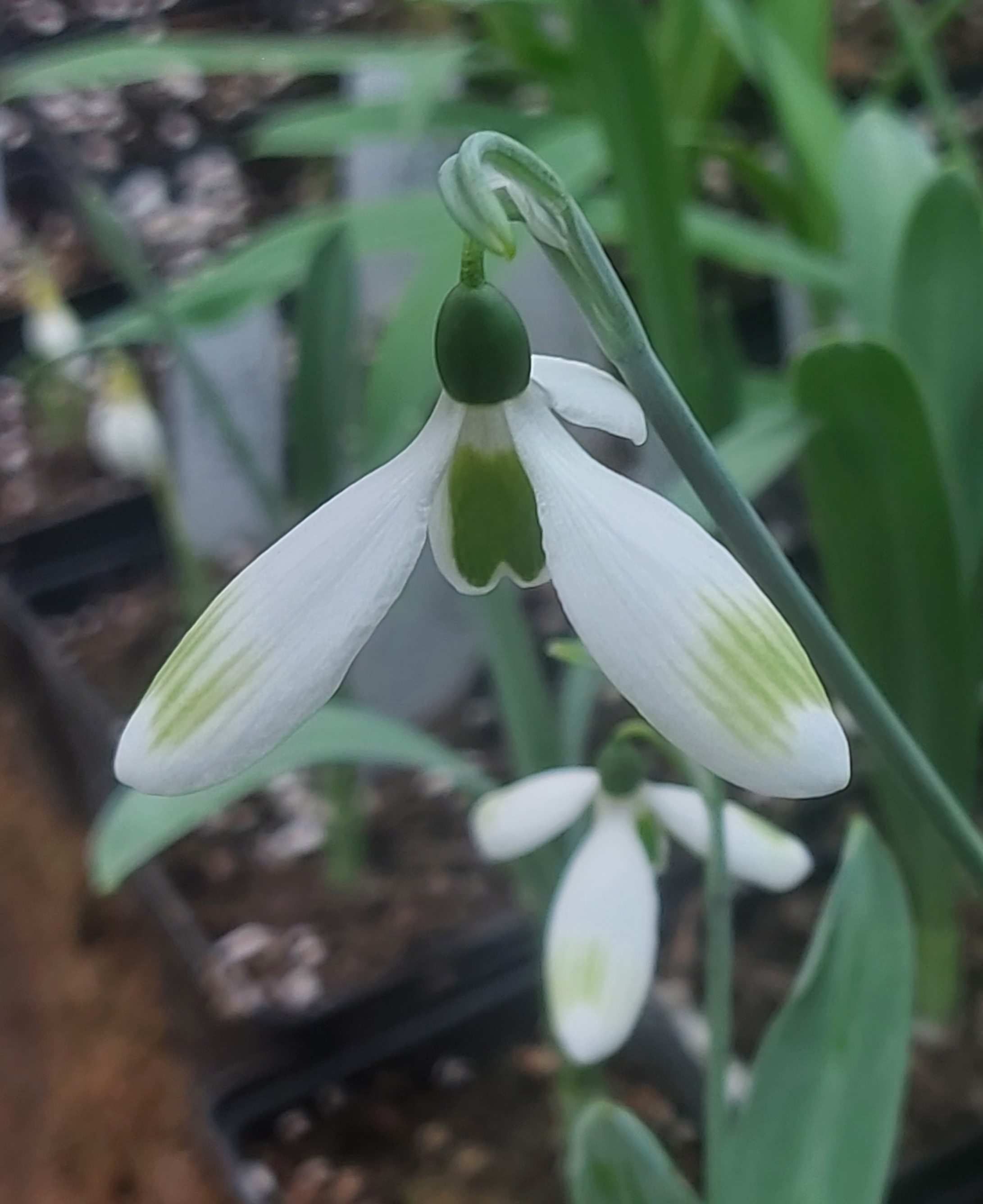 Galanthus Chantry Pinstripe
