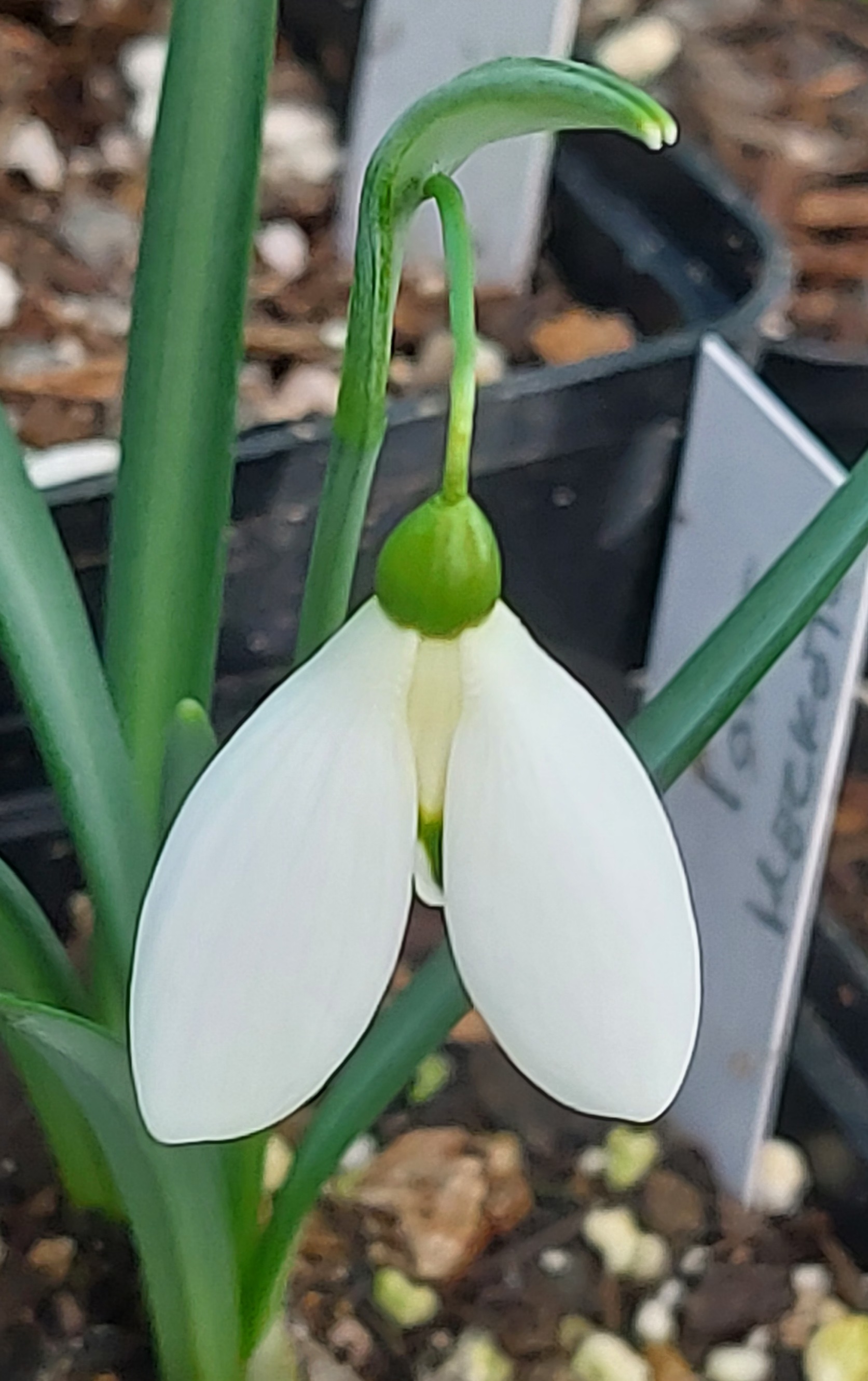 Galanthus Cherub