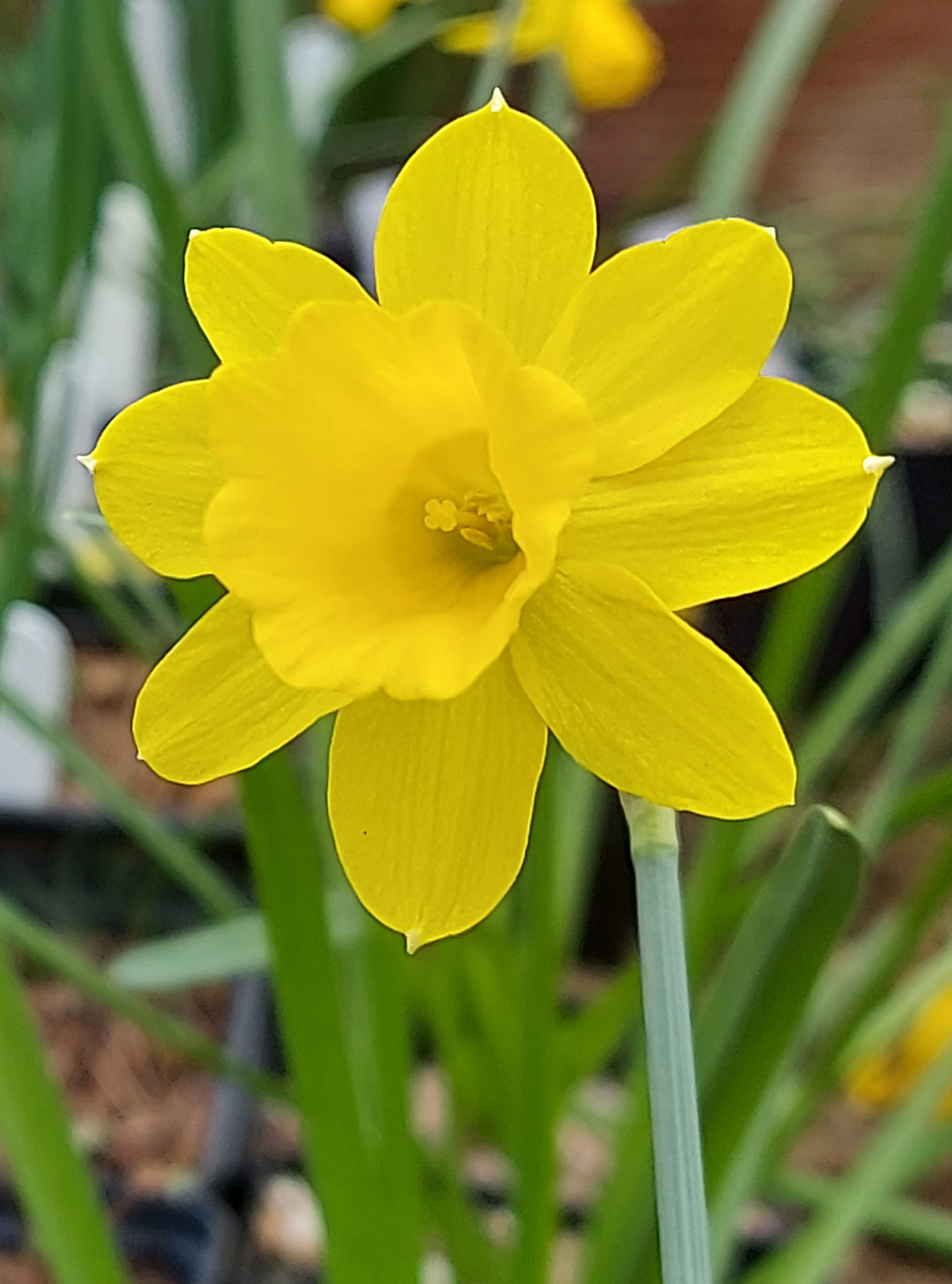 Narcissus Rubilena