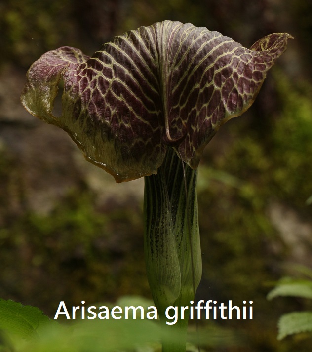 Arisaema griffithii