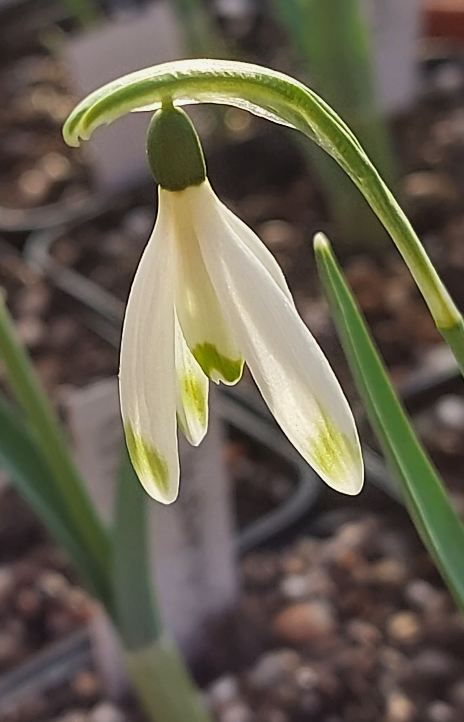 Galanthus Little Spider Star