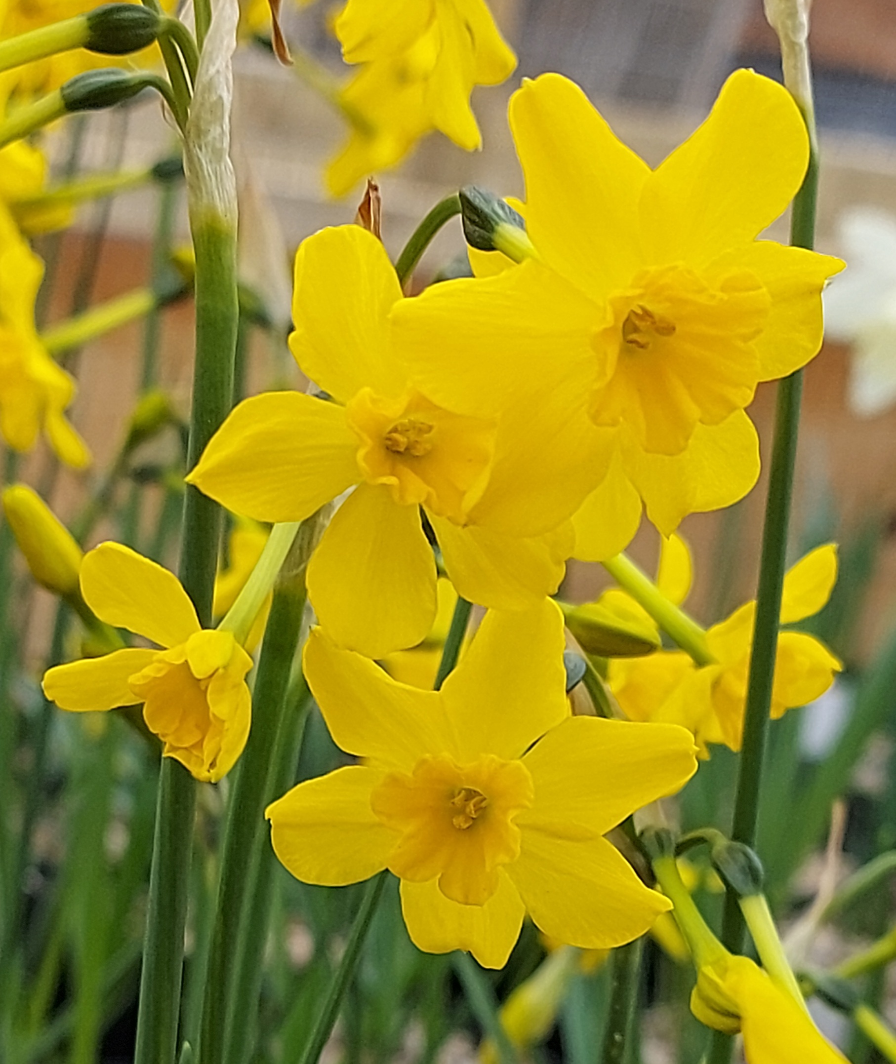 Narcissus cordubensis