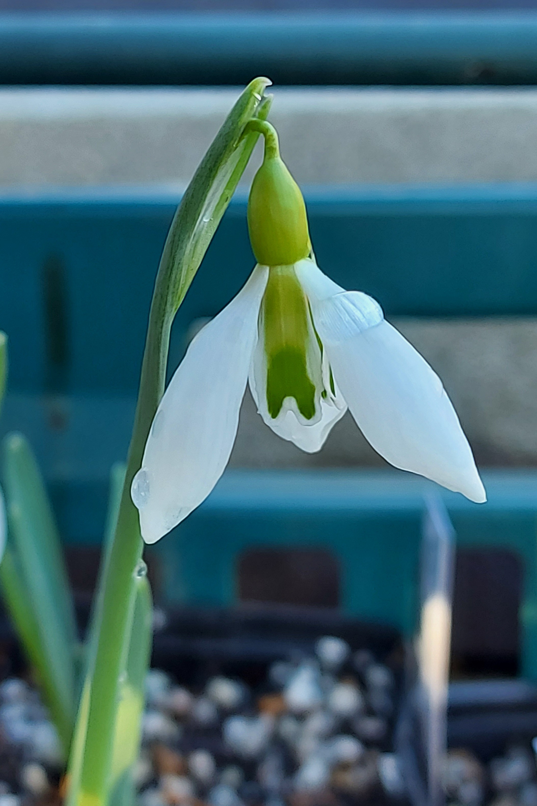 Galanthus Ding Dong