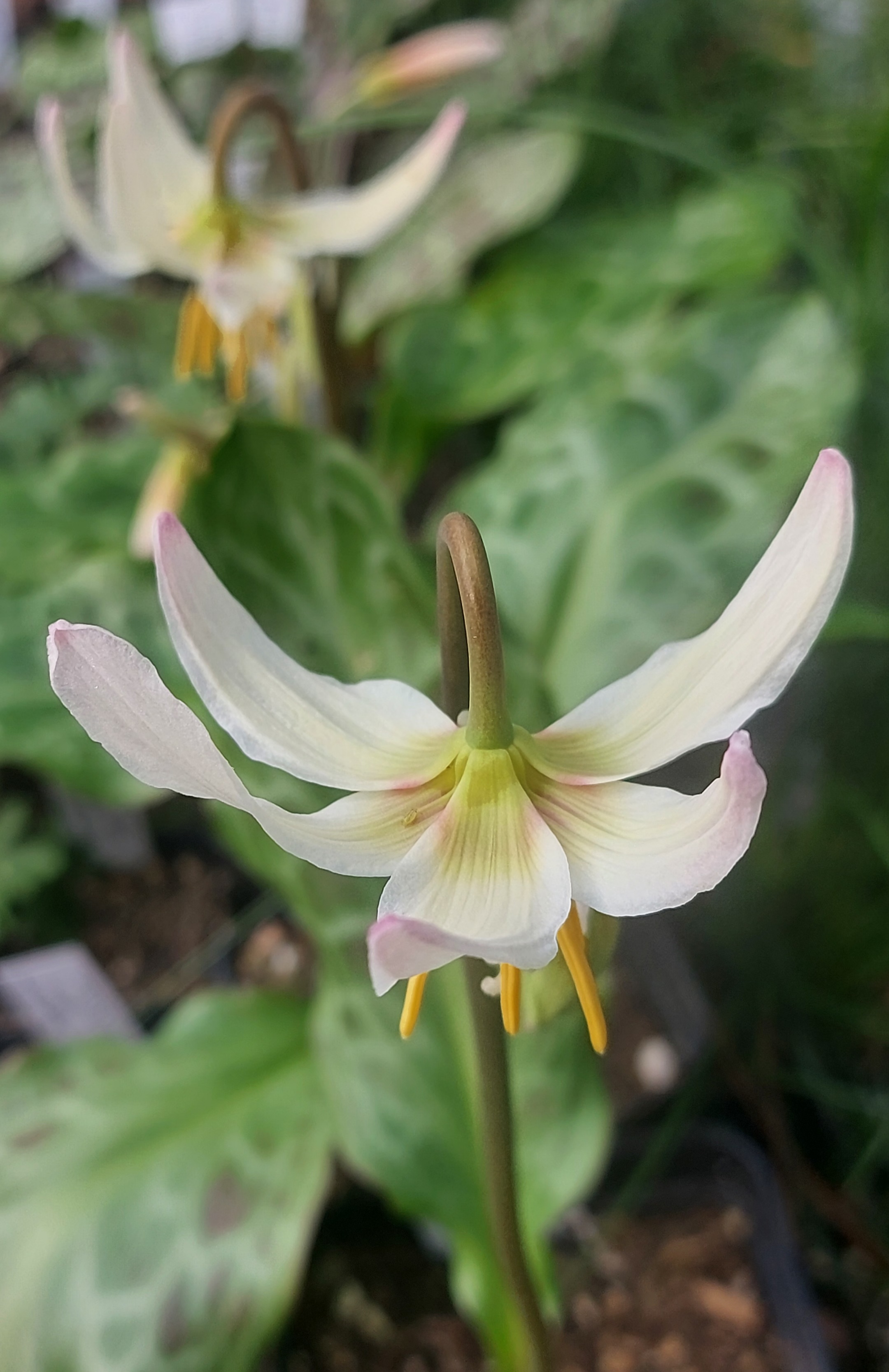 Erythronium Hotspot