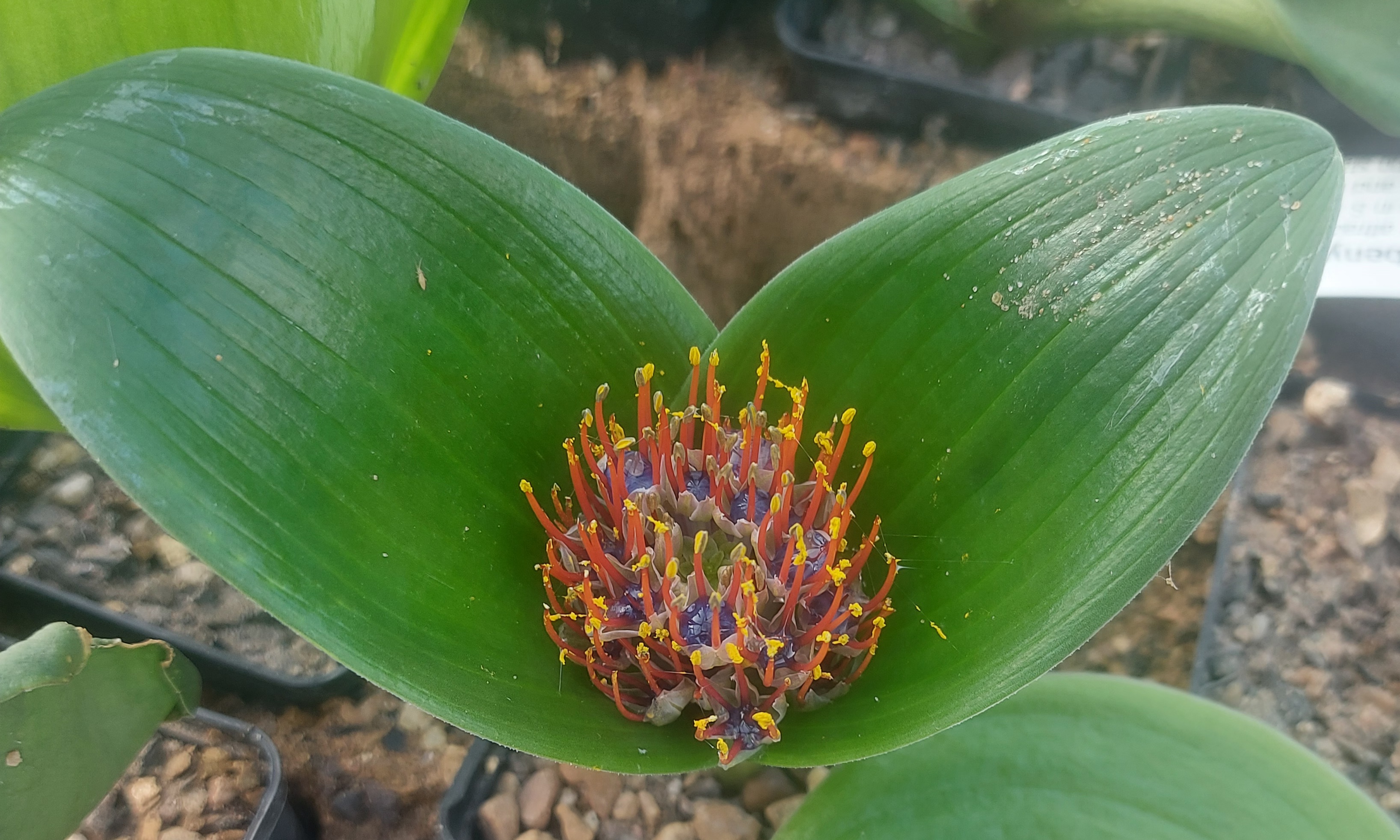 Daubenya zeyheri