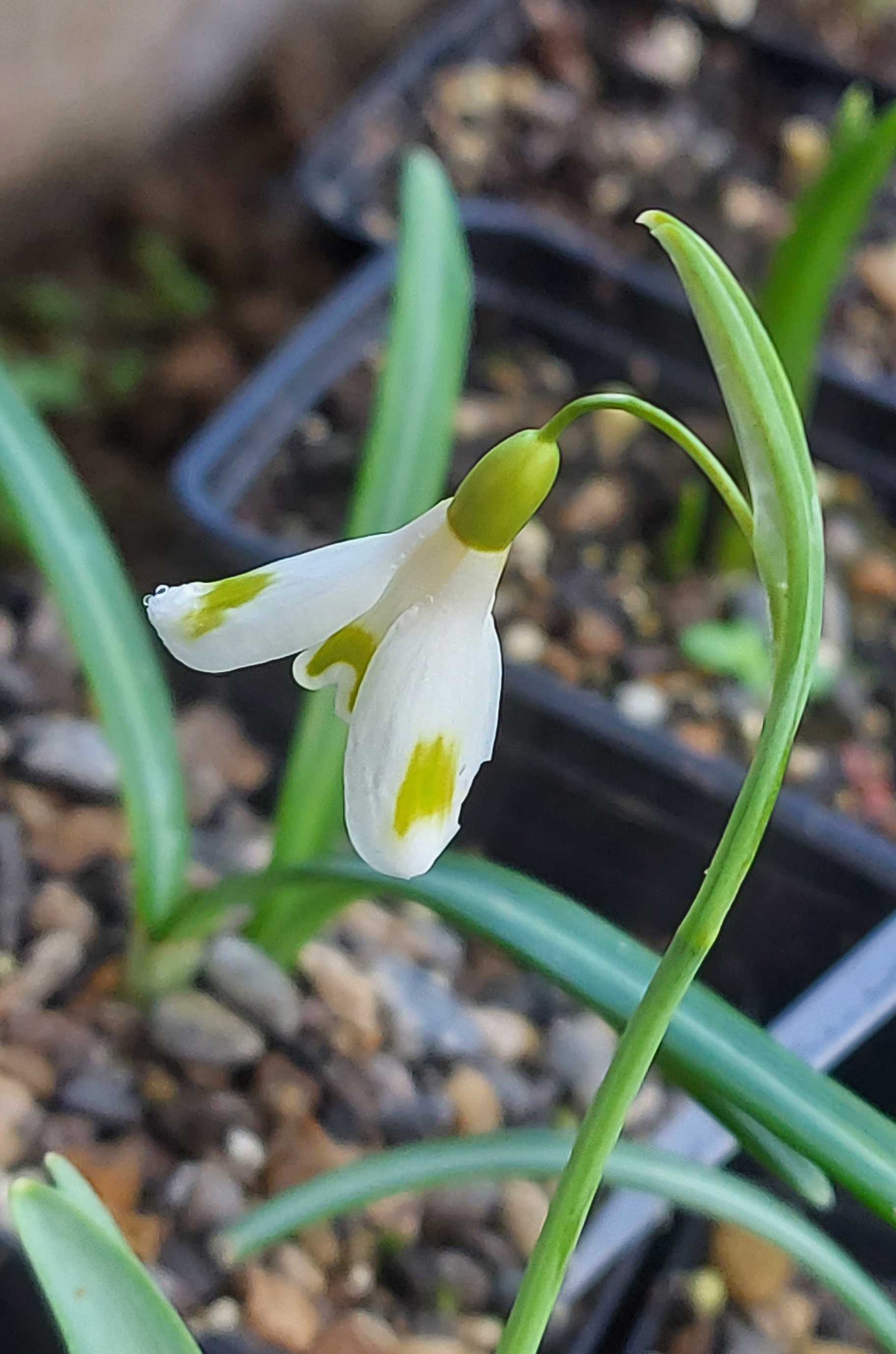 Galanthus Bitter Lemons