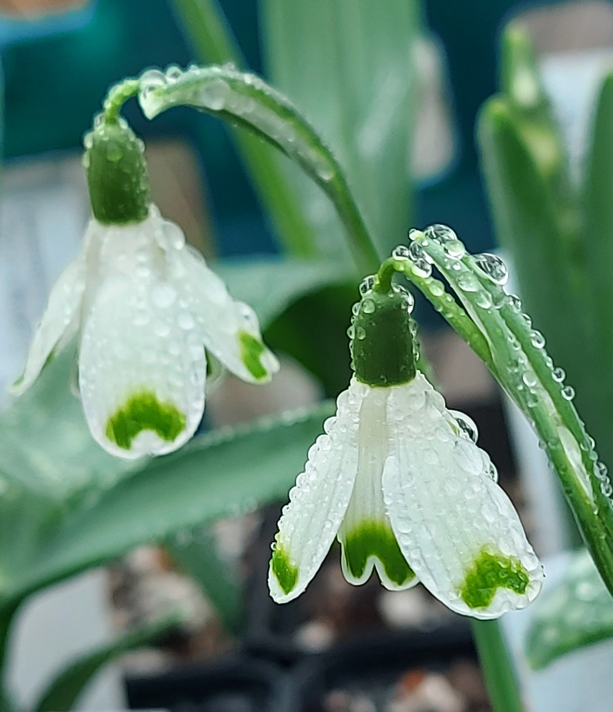Galanthus Valentines Day