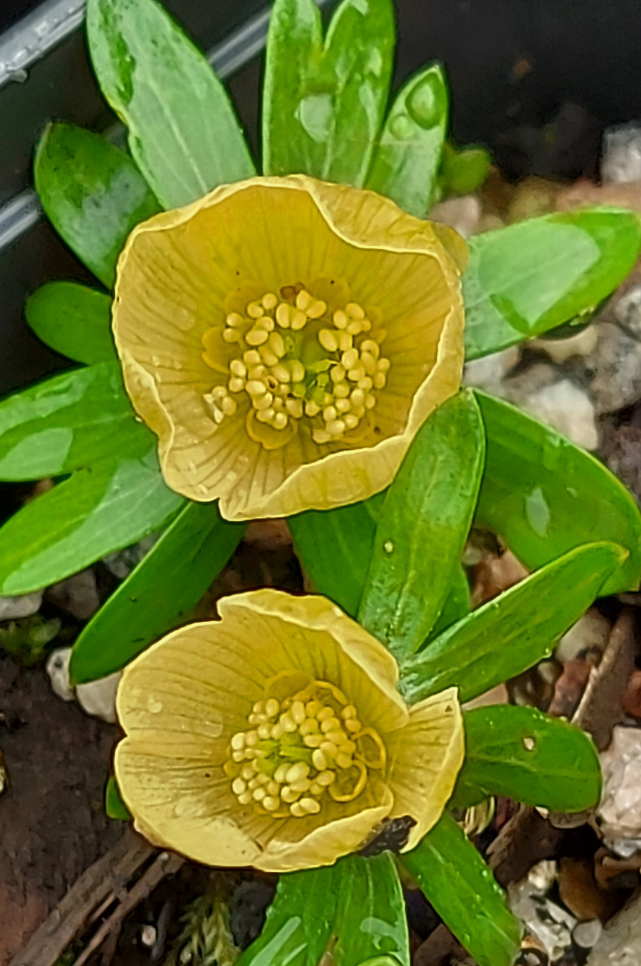 Eranthis Scheffelglanz