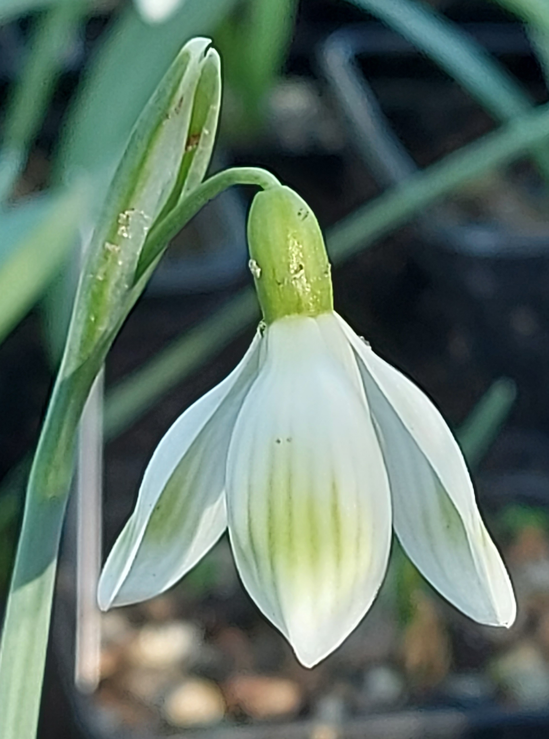 Galanthus La Boheme