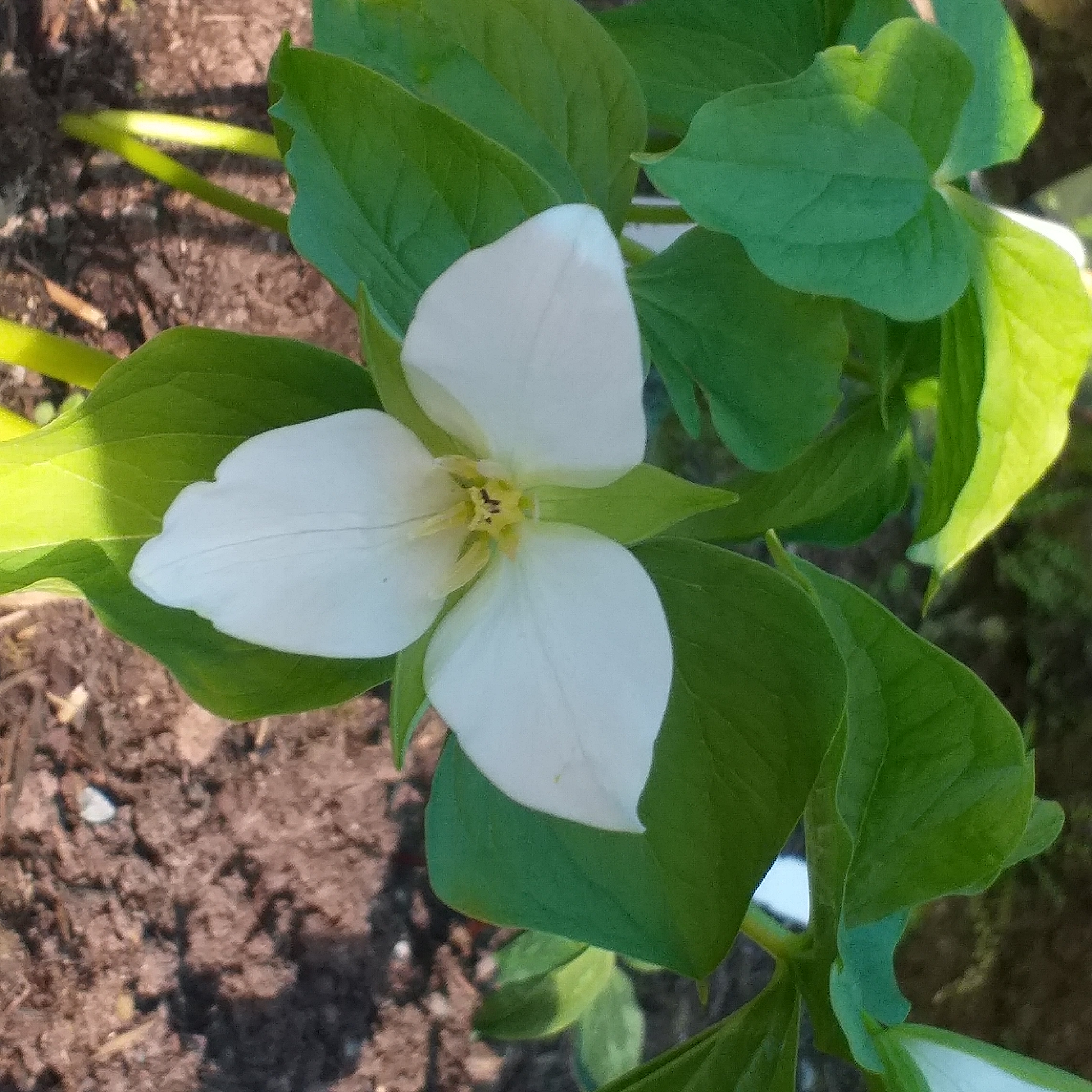 Trillium flexipes