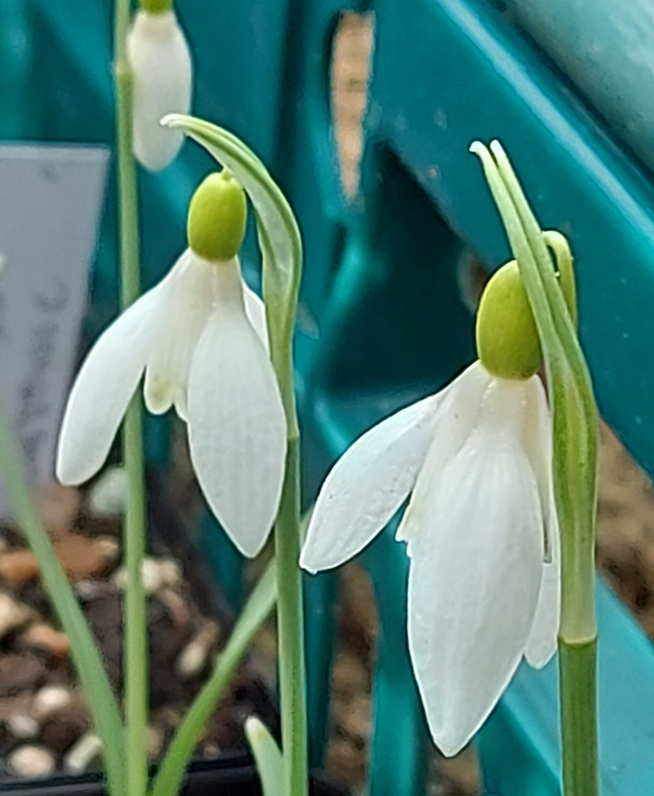 Galanthus Chtonic
