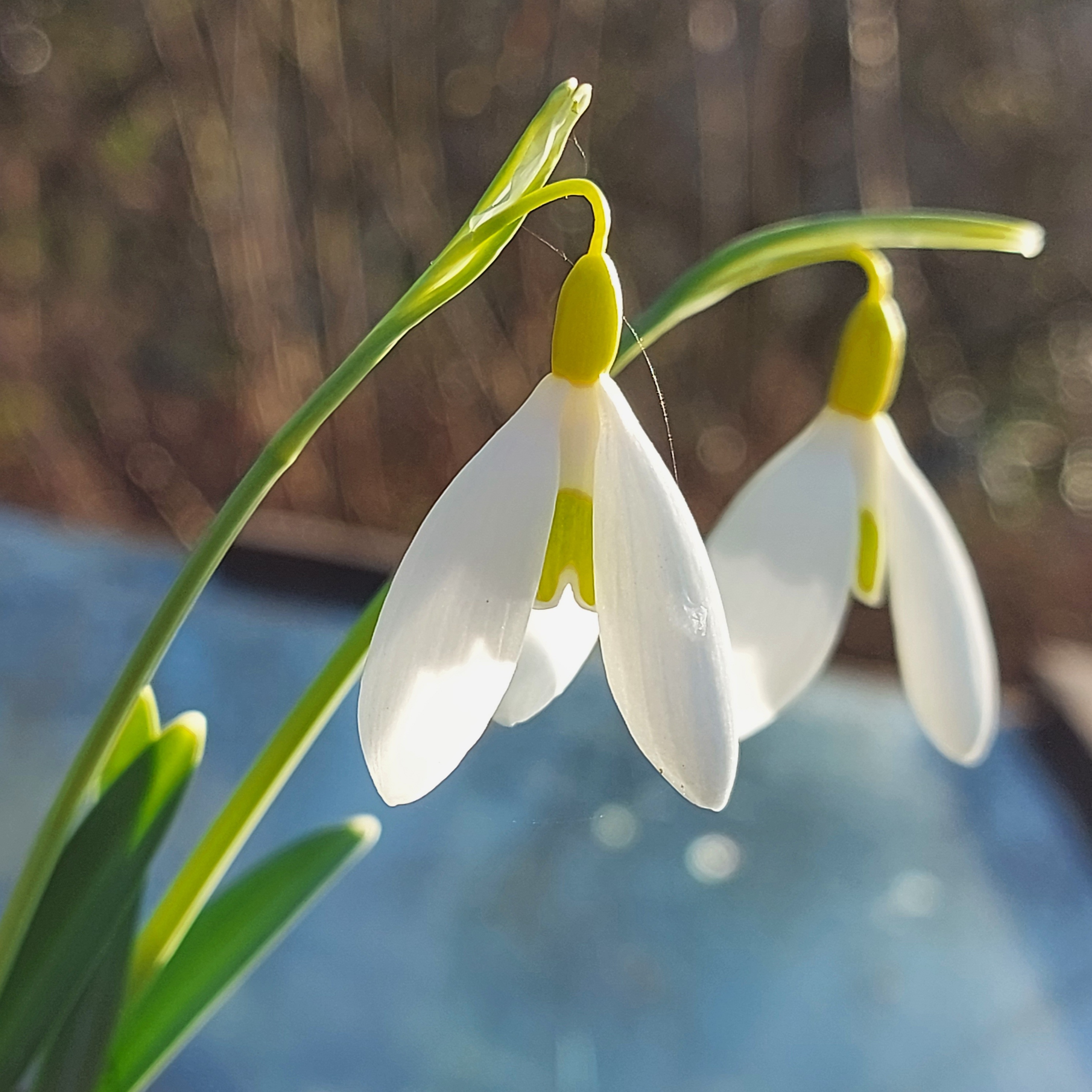 Galanthus Dryad Gold Charm