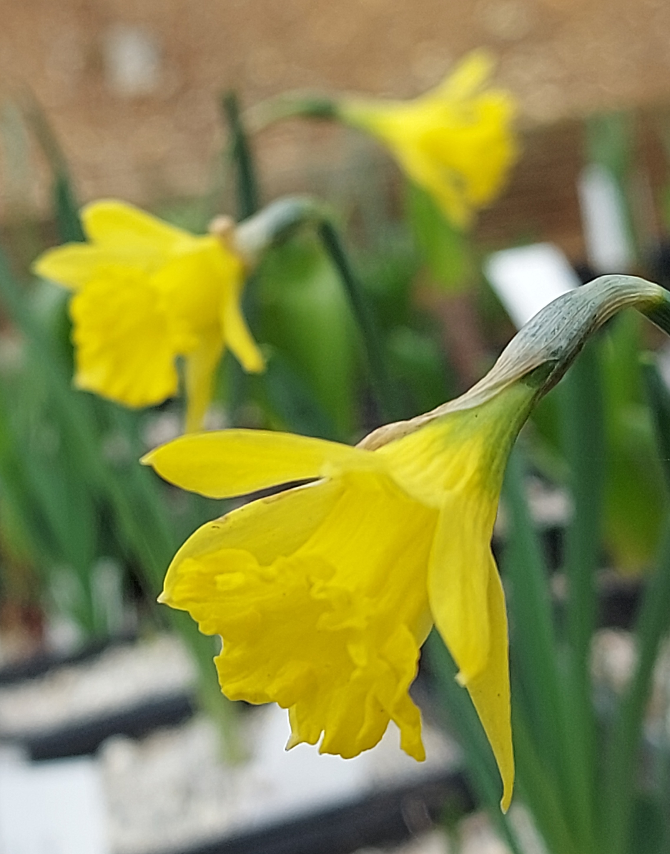 Narcissus asturiensis