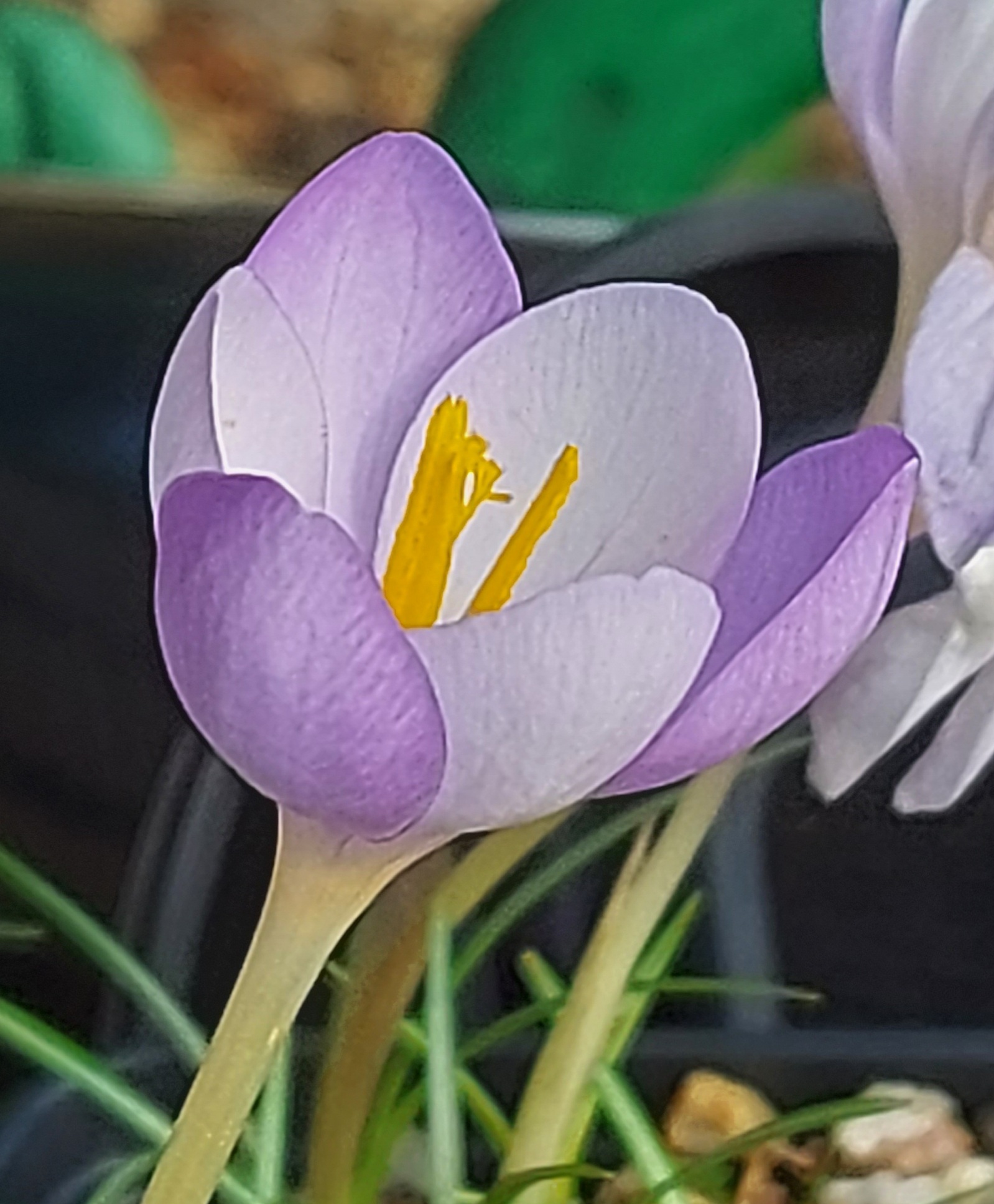 Crocus goulimyi