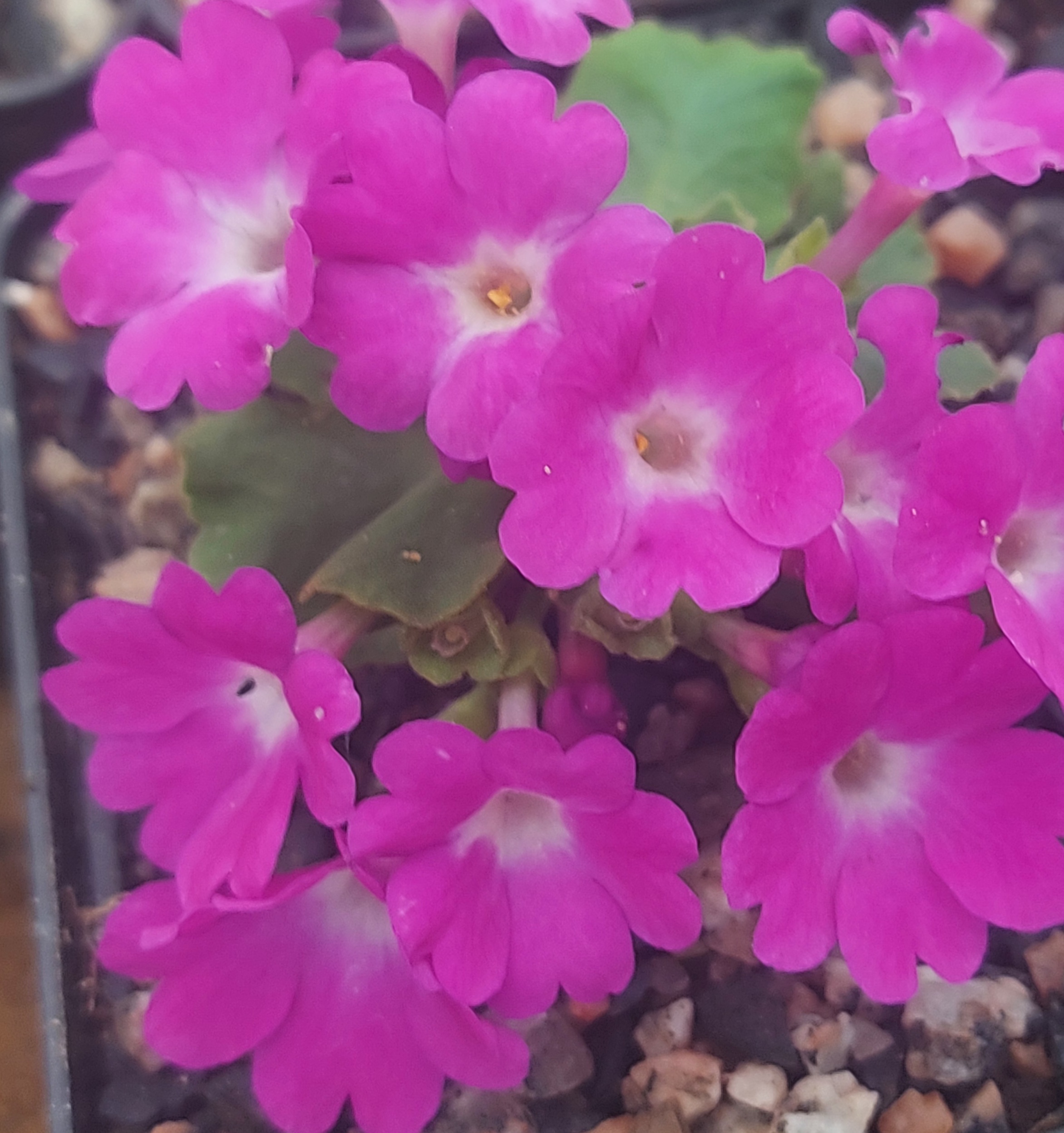 Primula x Lindum Arctic Fire