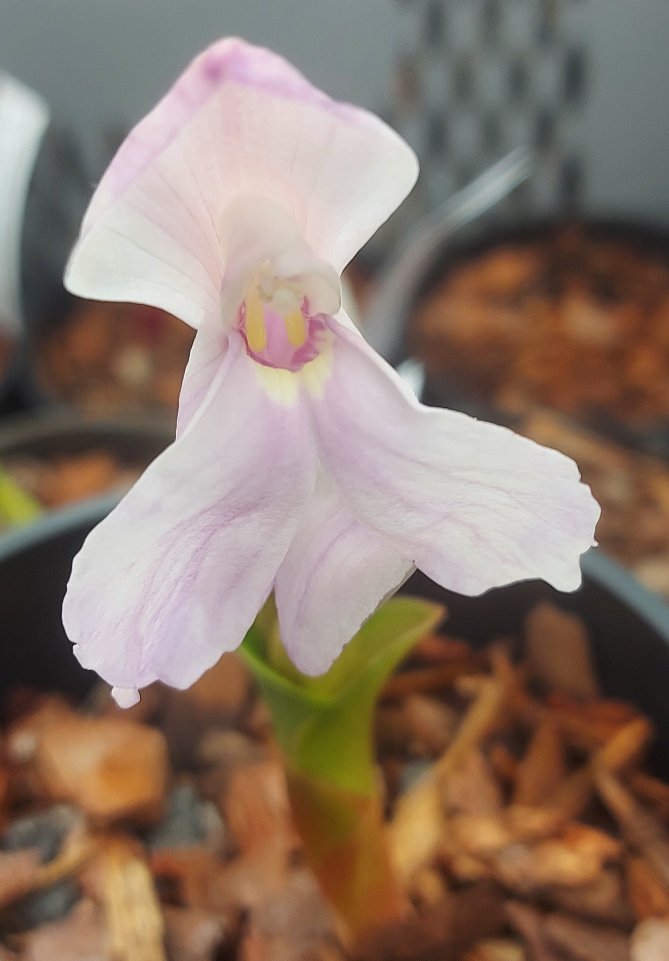 Roscoea Silverwells Pink