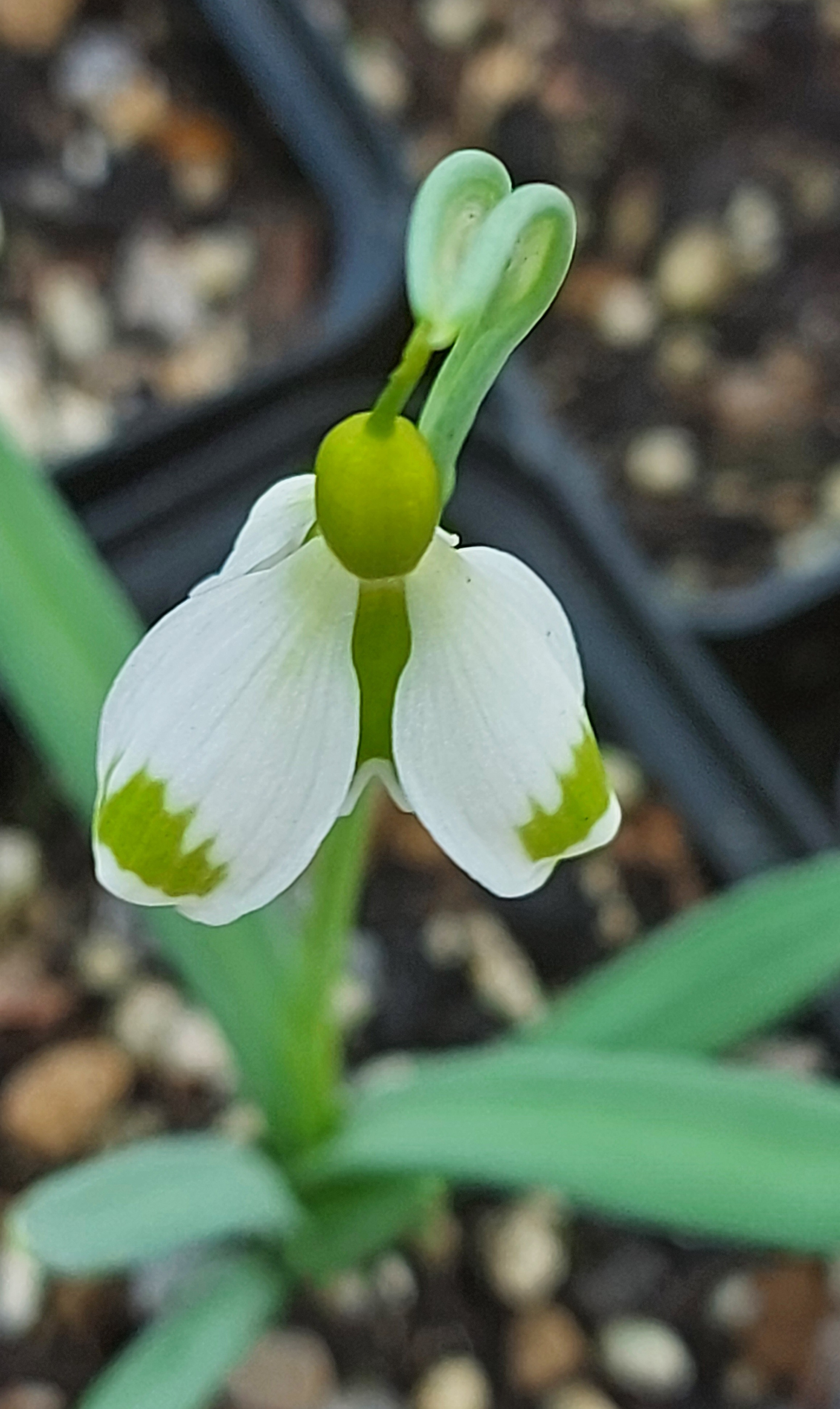 Galanthus Magic