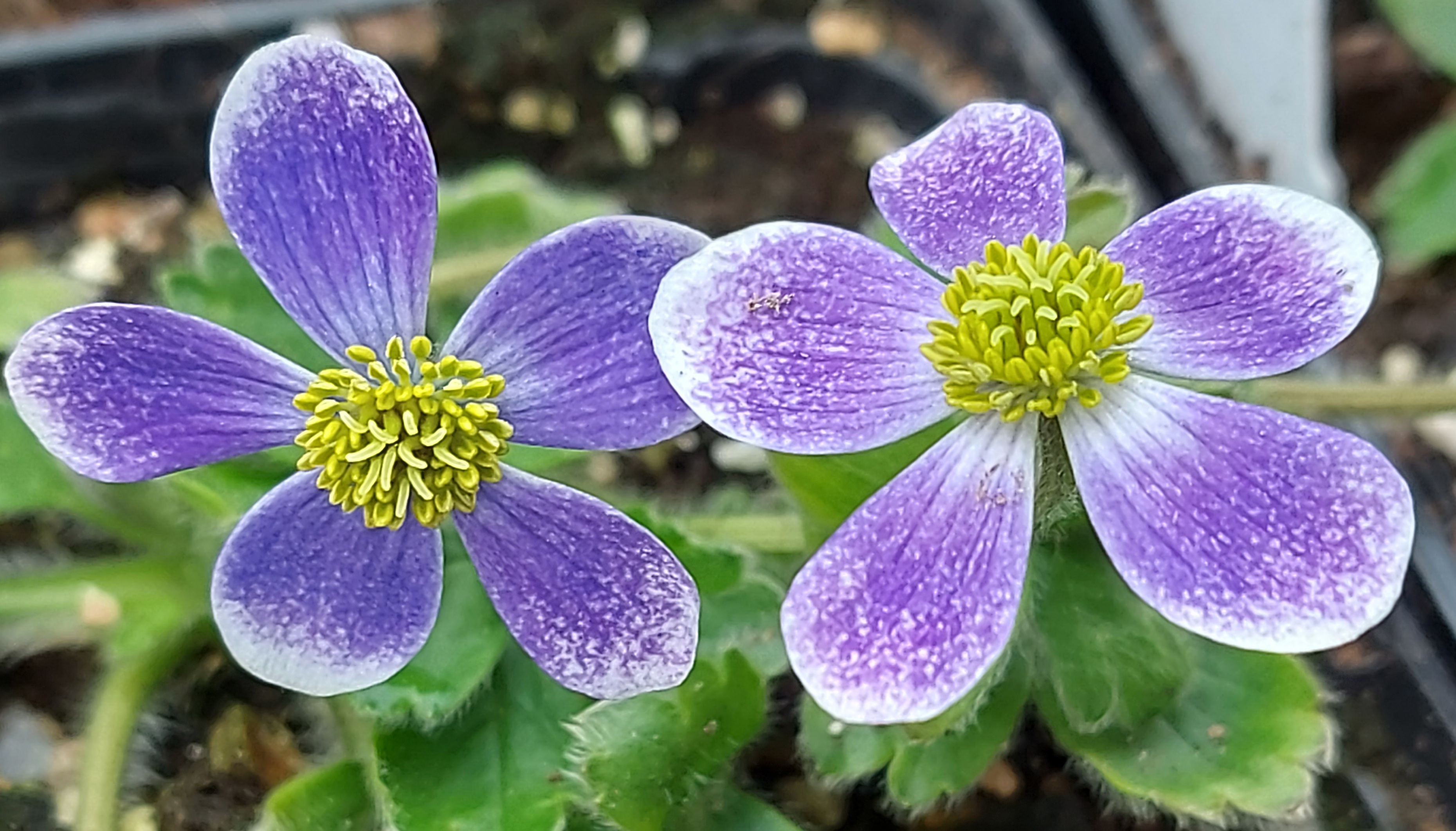 Anemone obtusiloba Pradesh