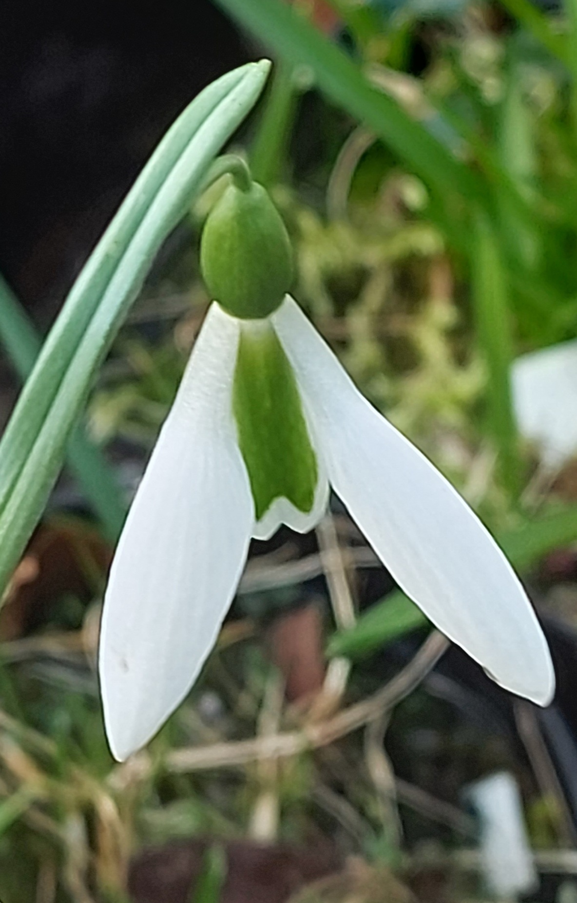 Galanthus Washfield Colesbourne
